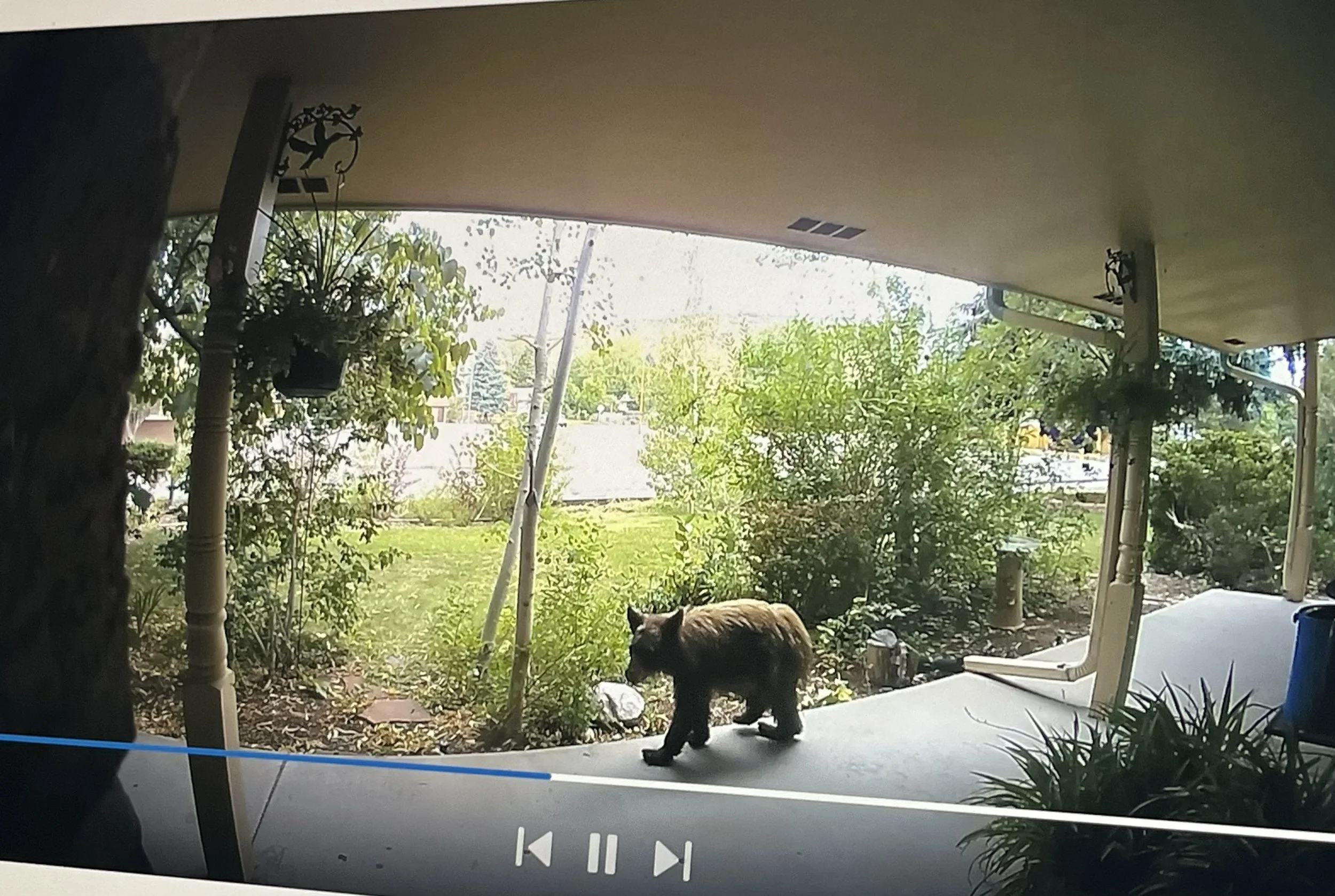 Be Bear Aware. Yes, Even in Applewood