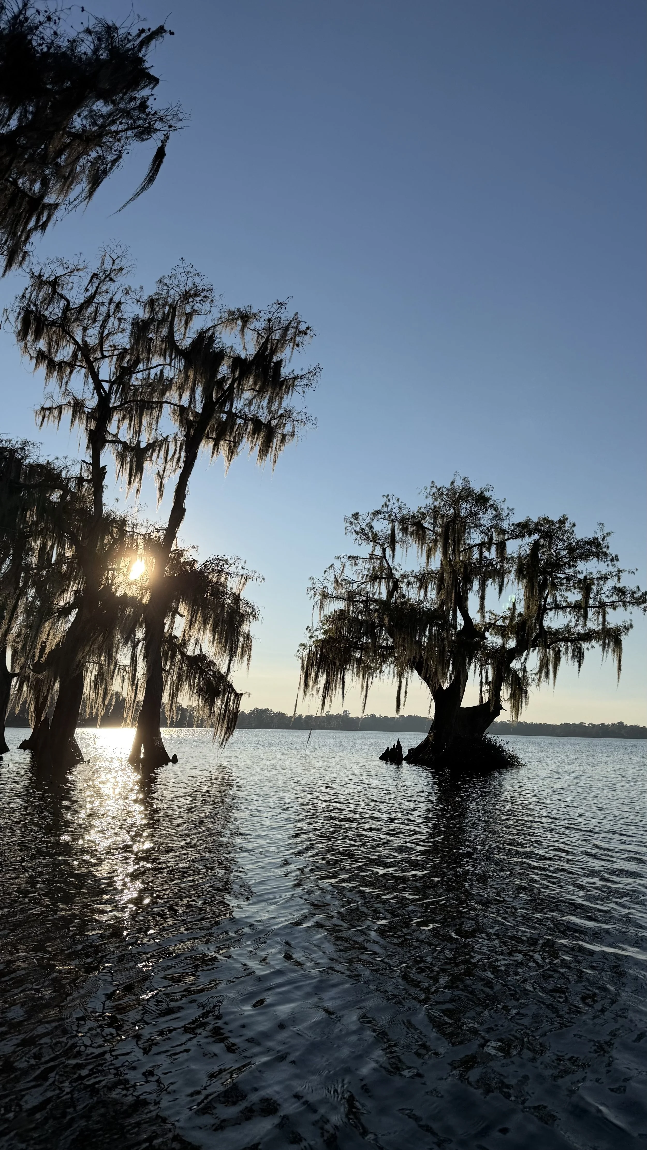 Swamp with cypress trees draped with Spanish moss, partially submerged in water, with the sun setting in the background.