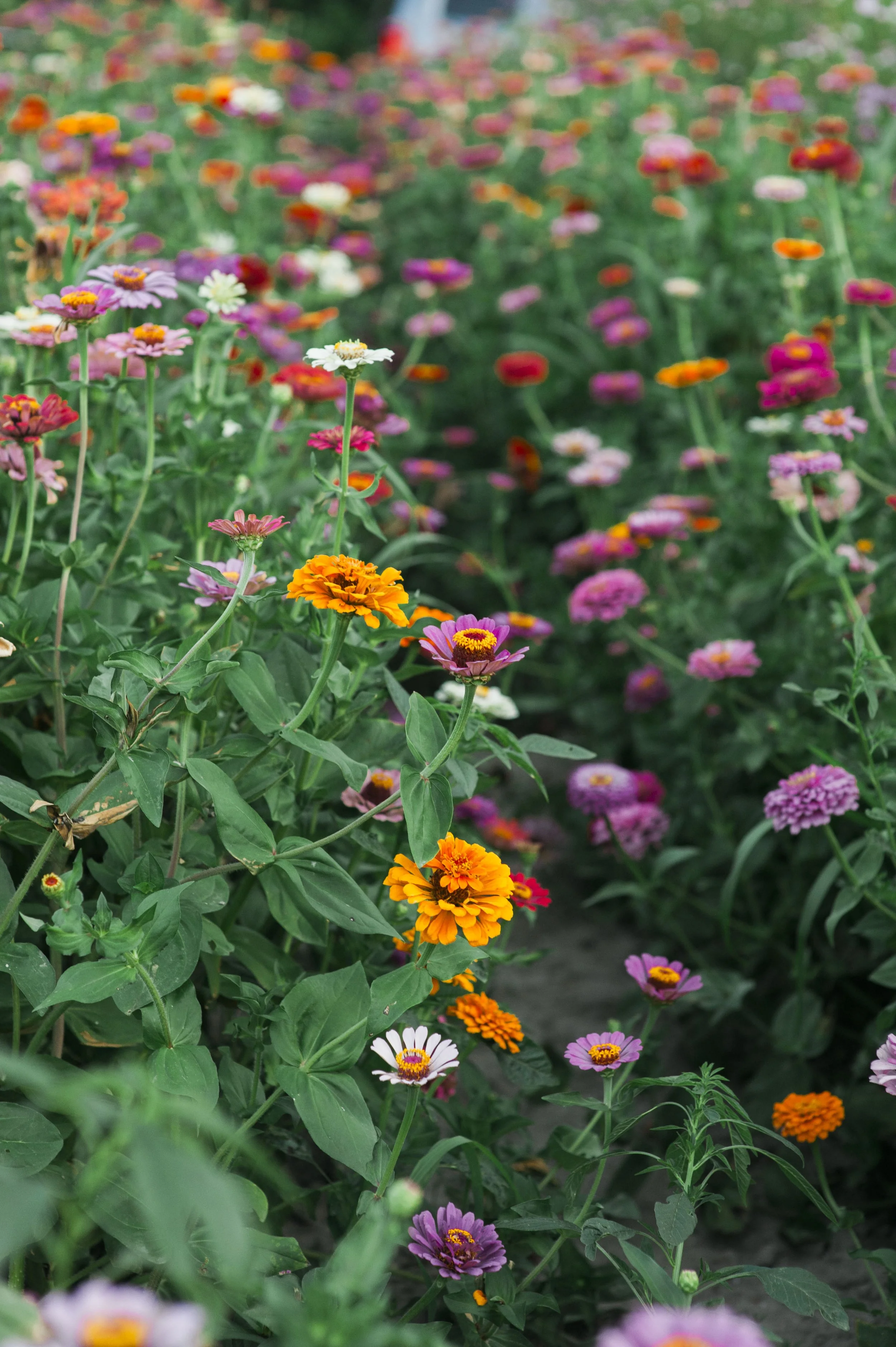A colorful garden filled with pink, orange, white, and purple flowers.