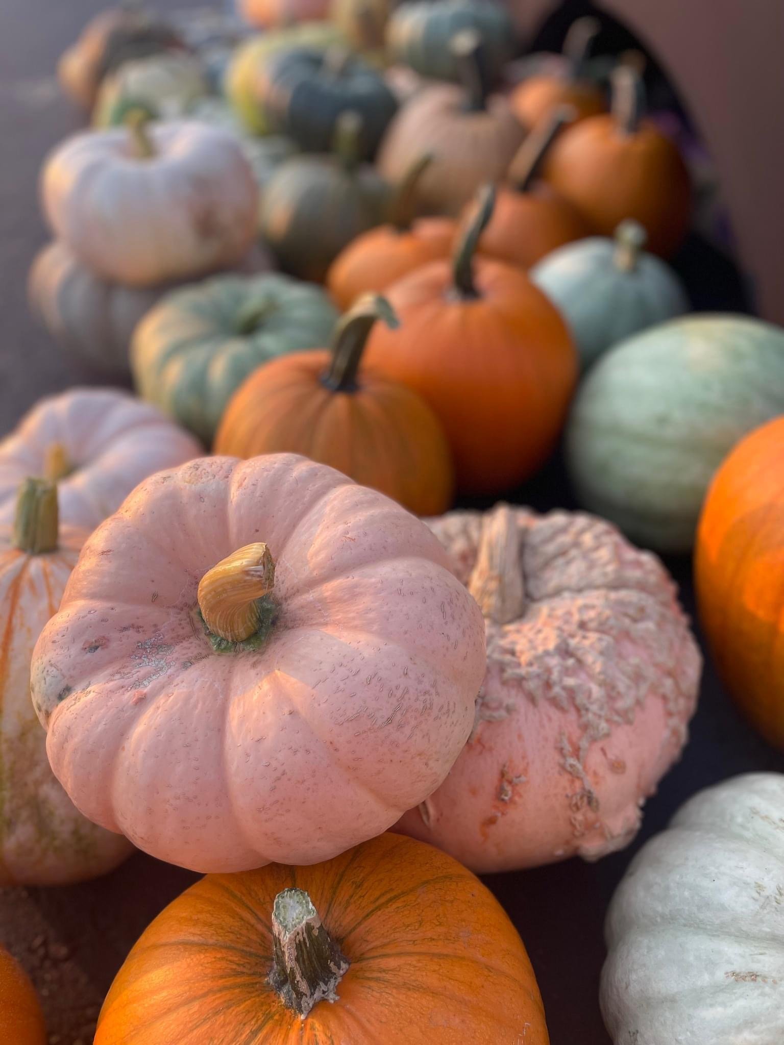 Various pumpkins in different colors and sizes displayed on a surface.