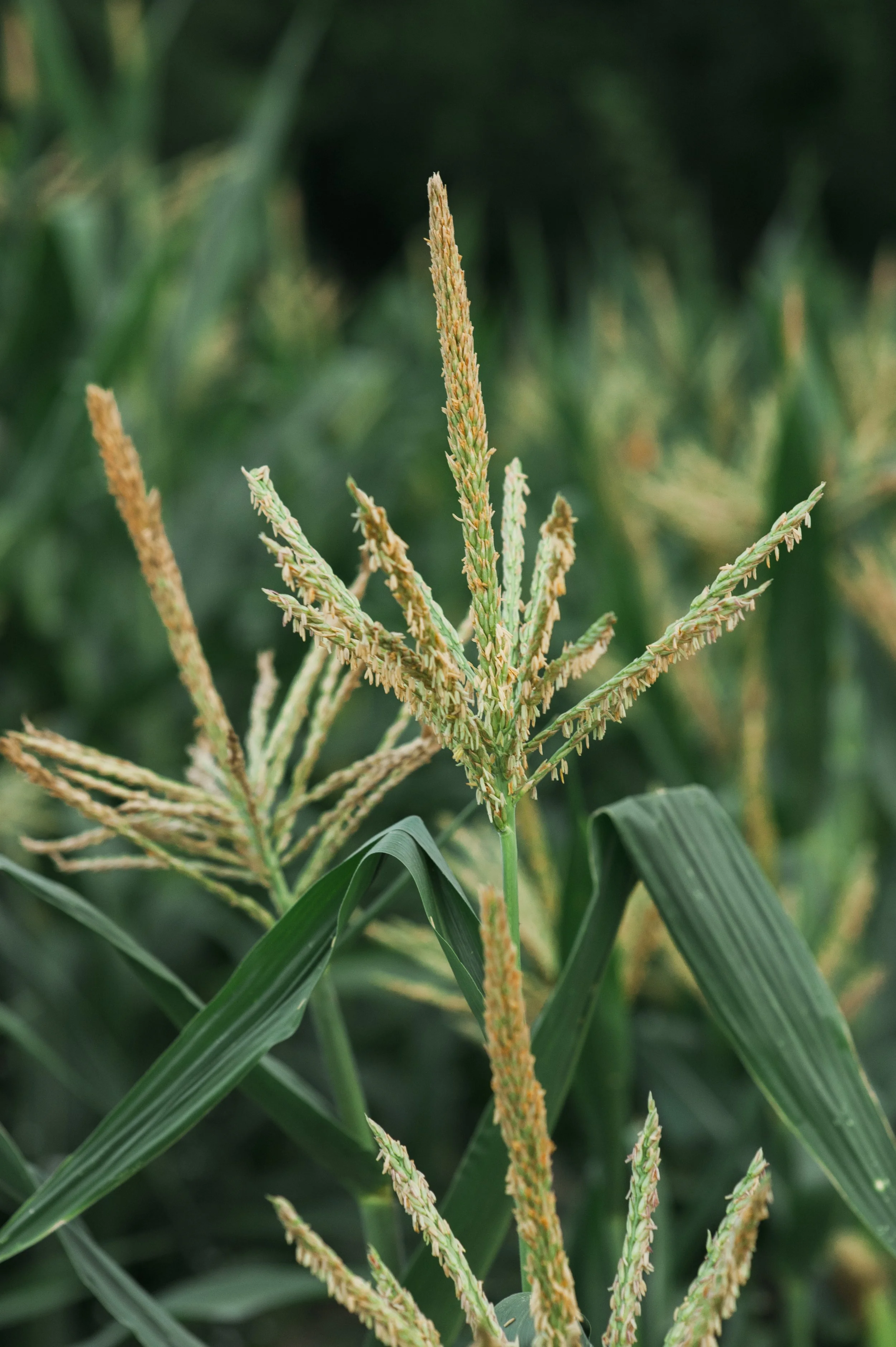 Corn plant with mature tassels and green leaves in a cornfield.