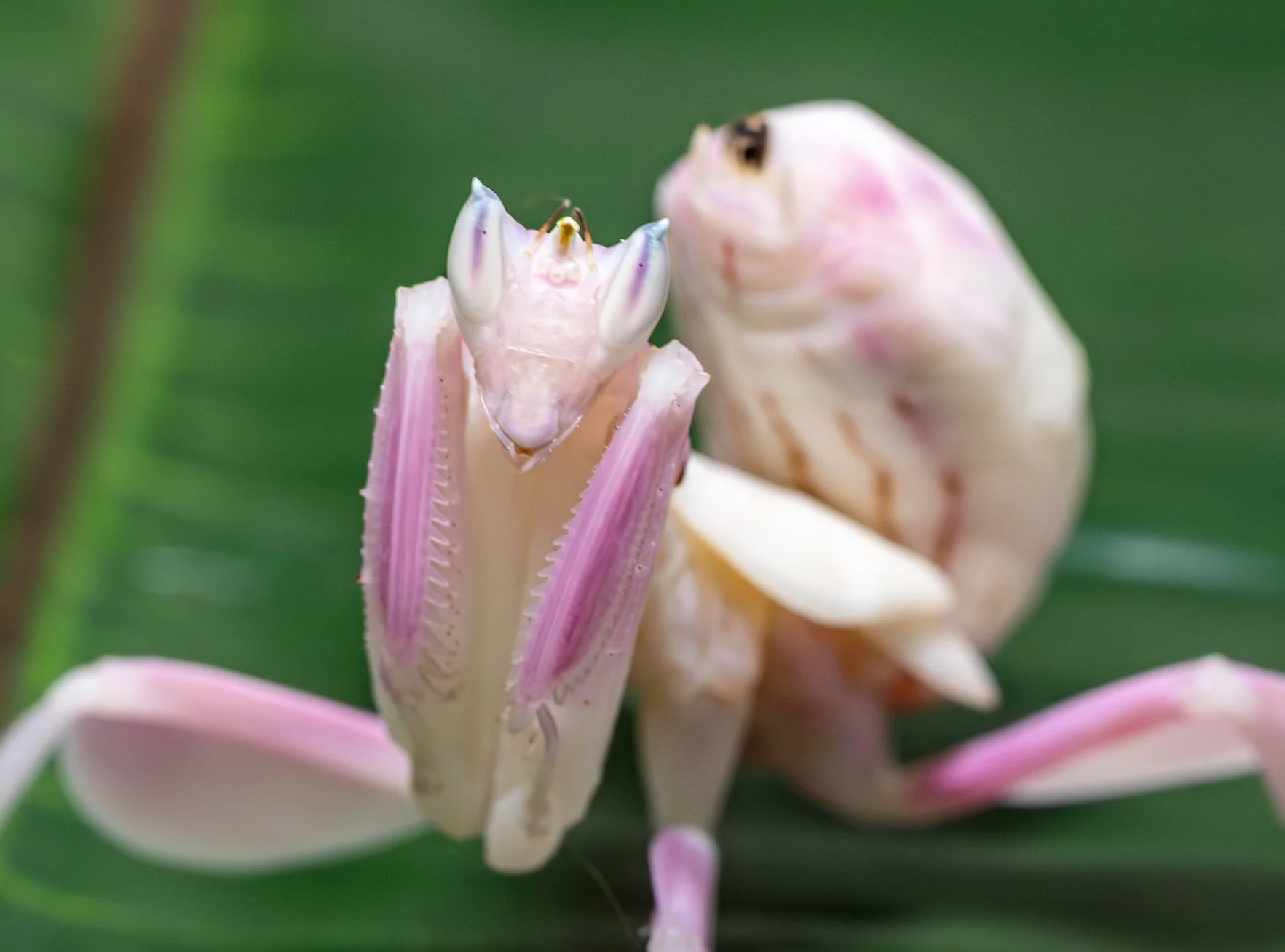 Orchid Mantis - Hymenopus coronatus