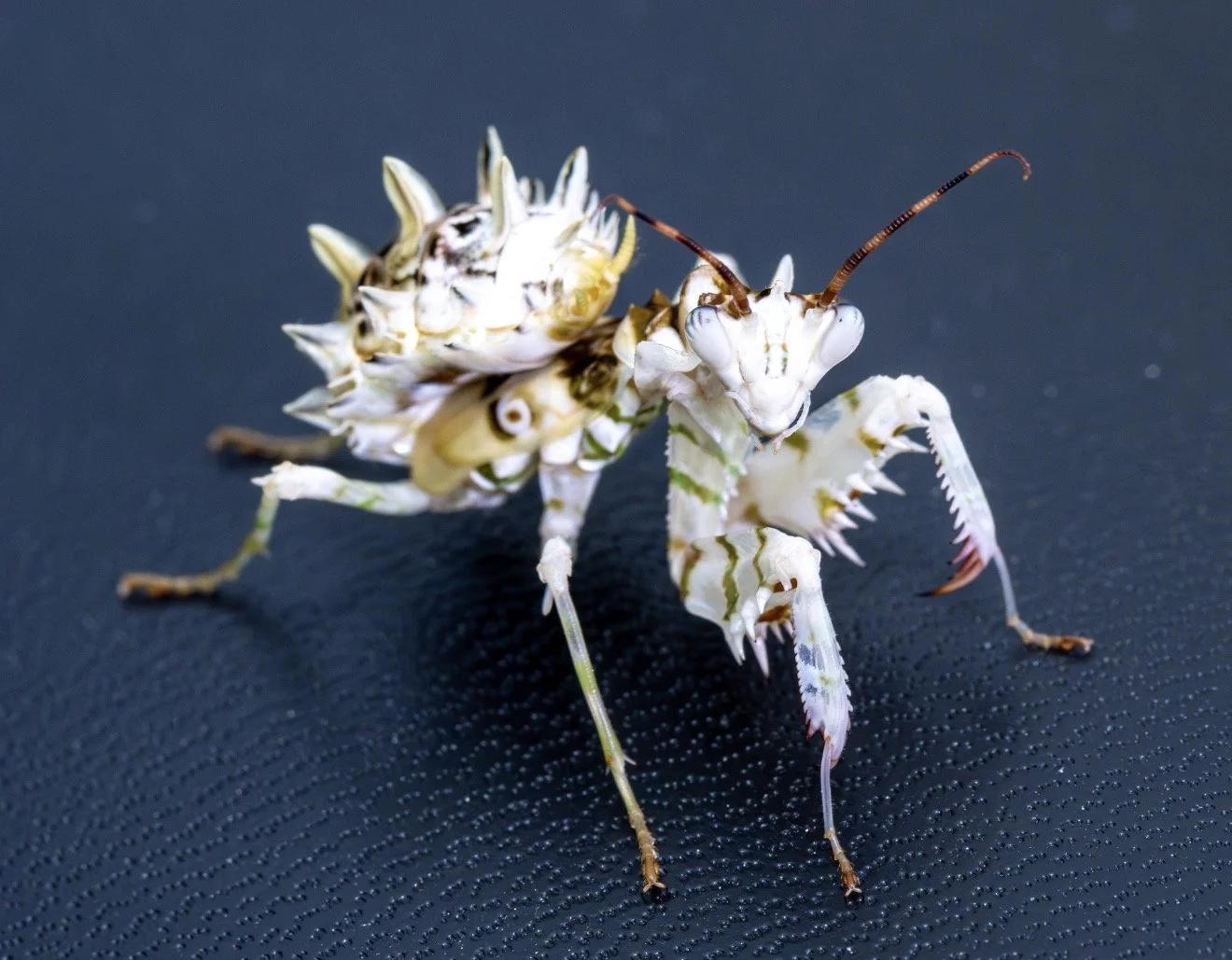 Spiny Flower Mantis