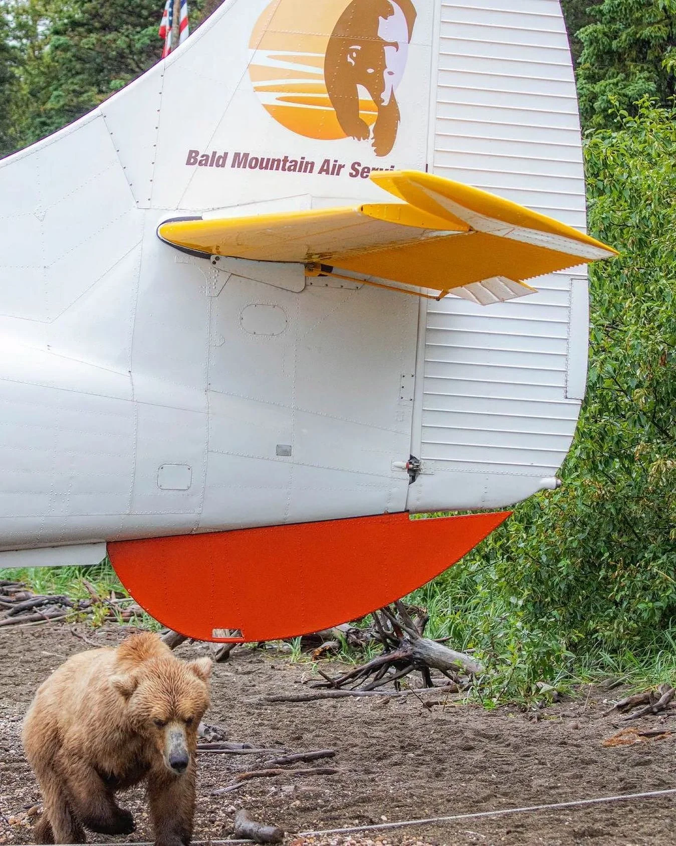A bear standing on the ground near a floatplane with the logo of Bald Mountain Air Service, surrounded by green trees.