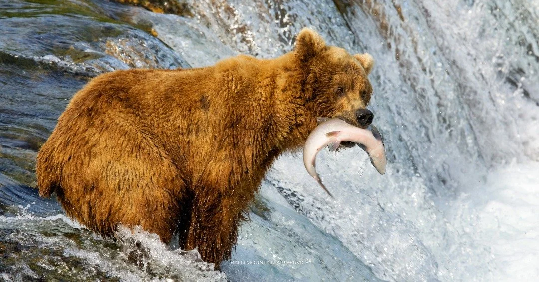 A brown bear standing in a river, holding a fish in its mouth.
