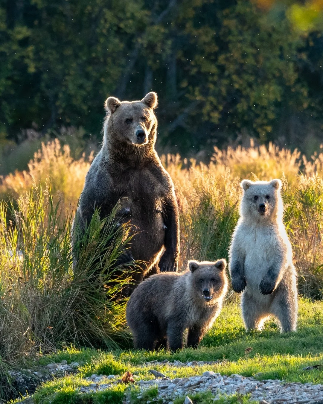 Group of three young bears, one standing and two sitting, in a grassy field with trees in the background, illuminated by golden sunlight.