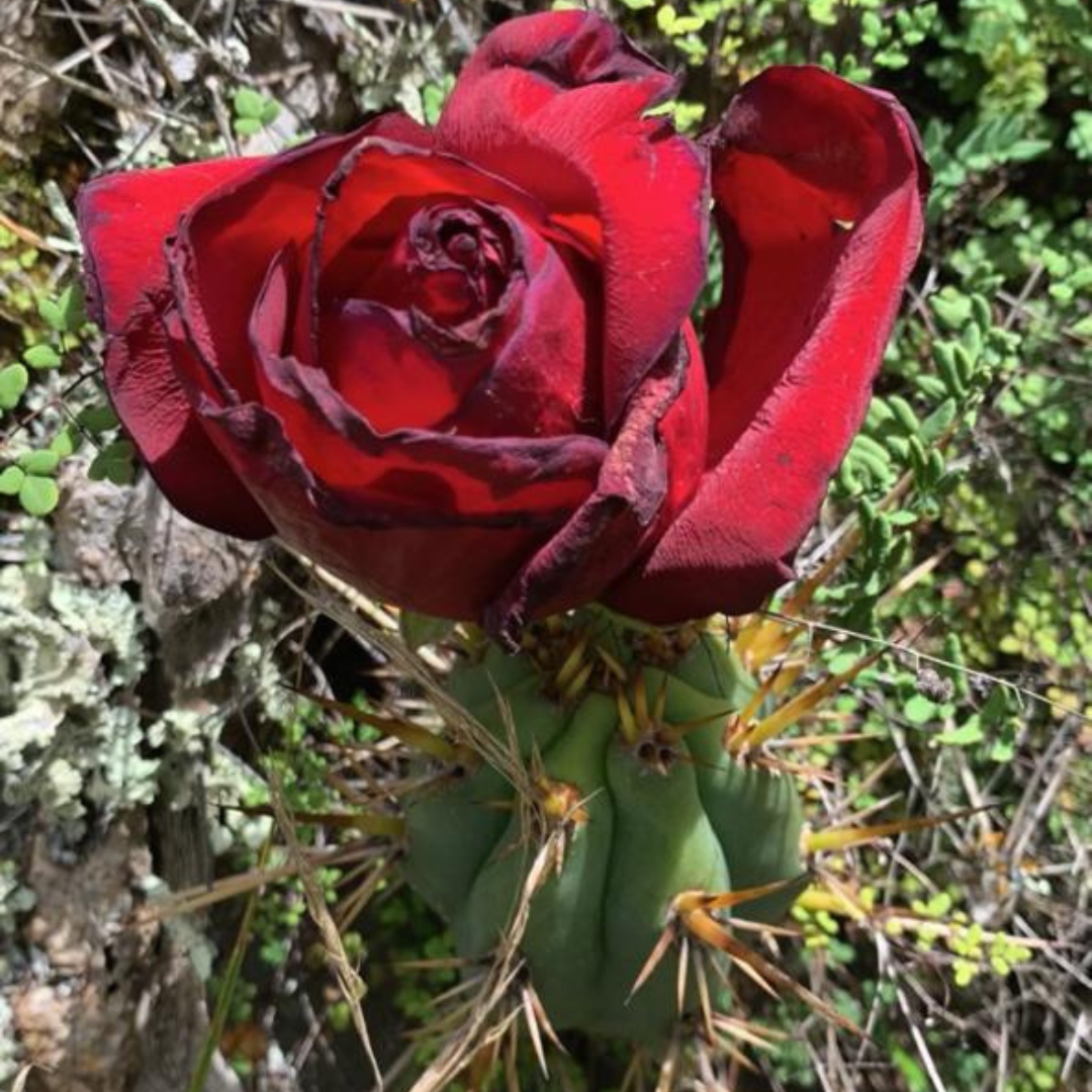 Cactus Ceremony & Rose Dieta