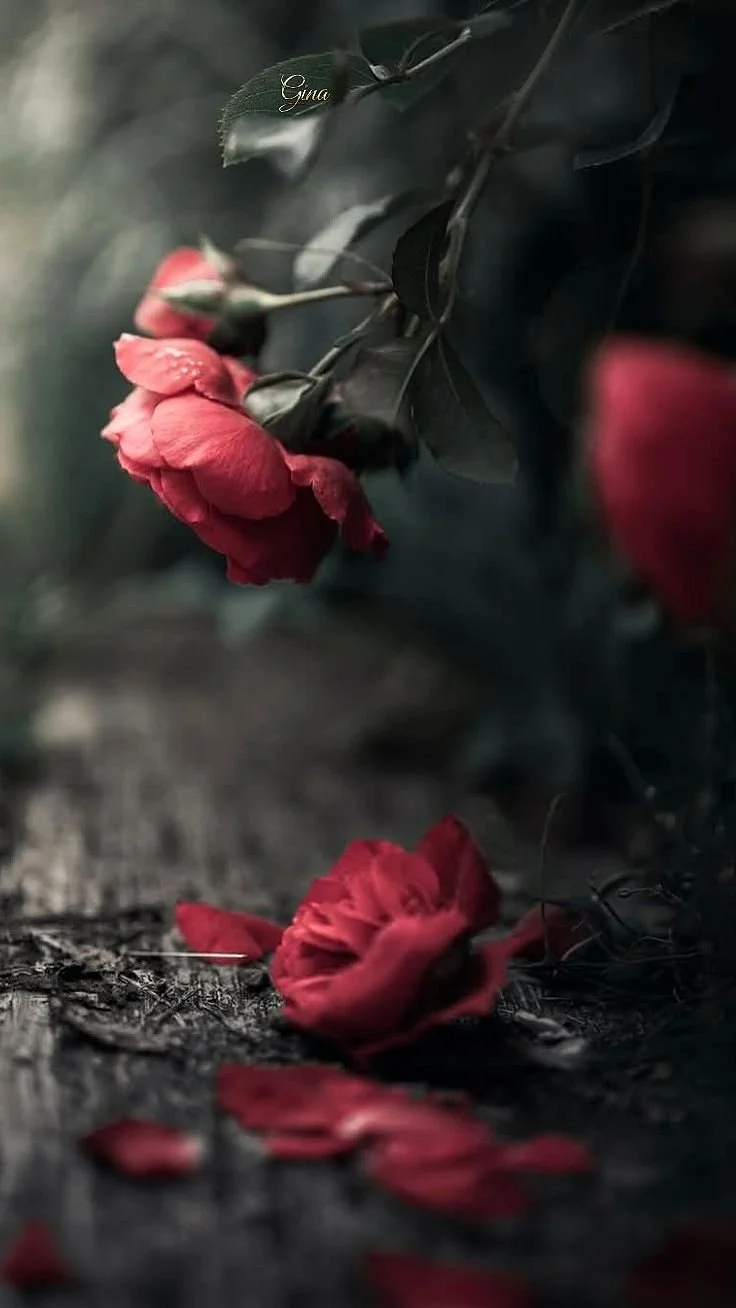 The Rose Path - Intermediate