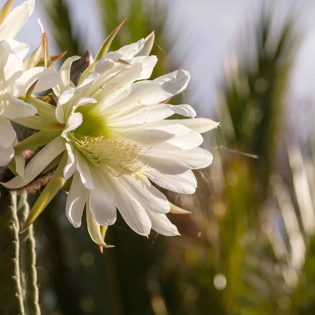 Private Cactus Ceremony
