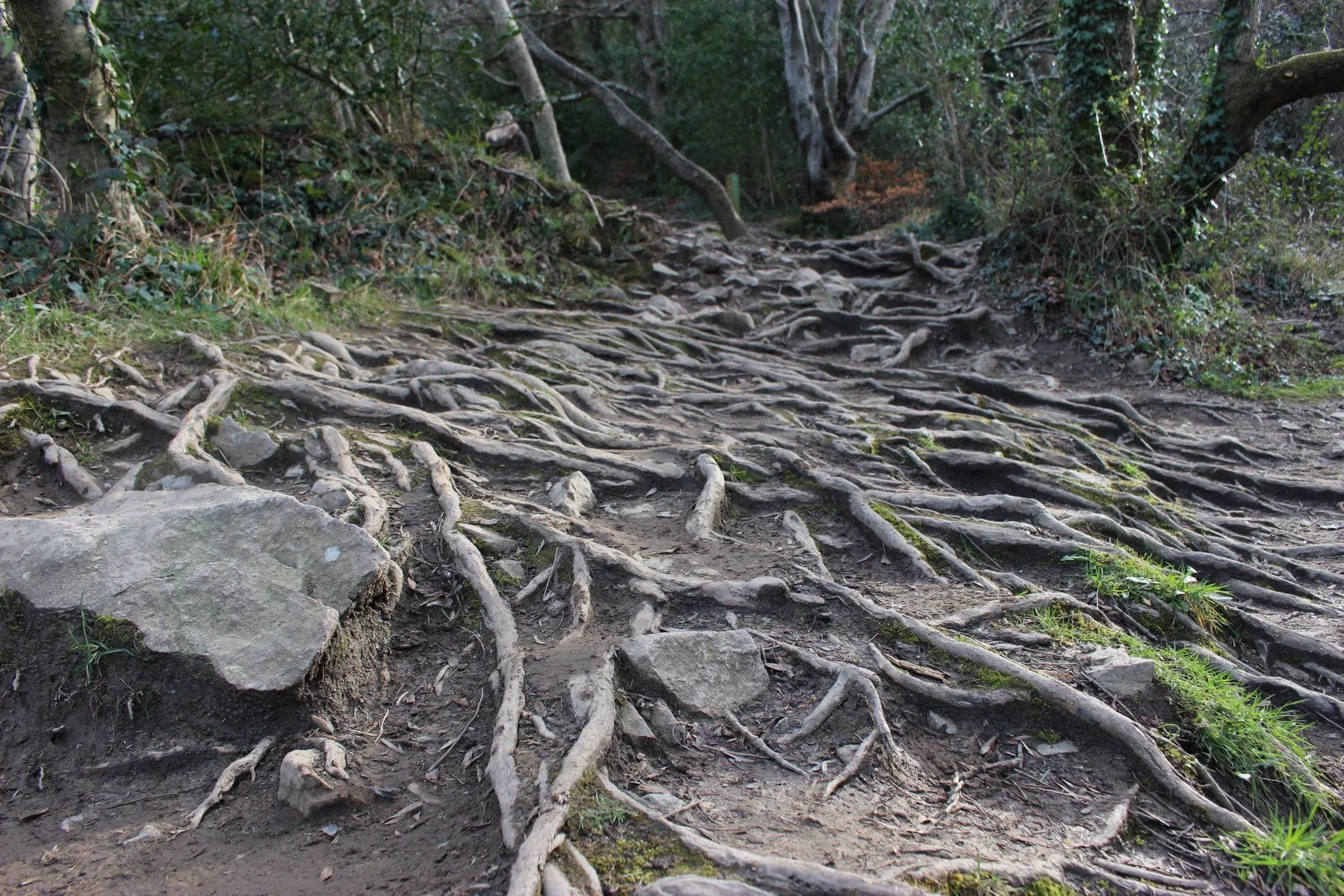A rugged dirt trail in a forest with exposed tree roots and rocks, surrounded by green foliage.