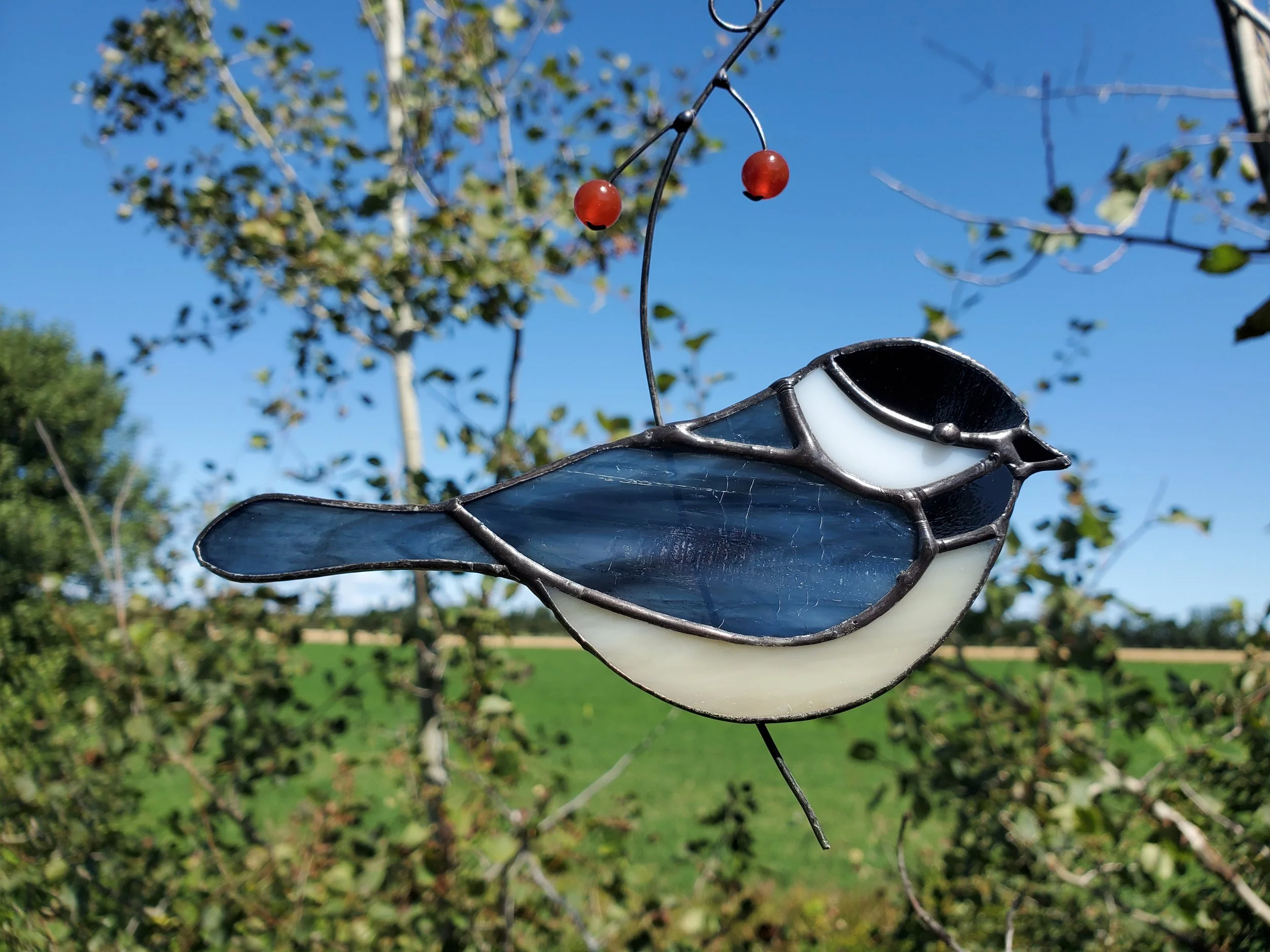 Mésange à tête noire