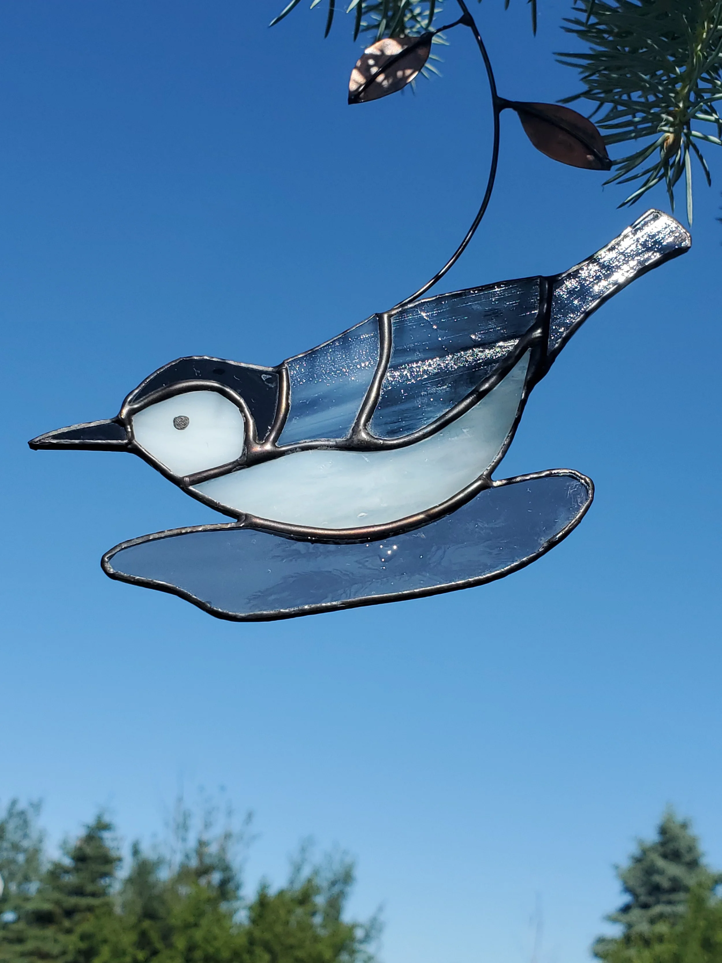 Sittelle à poitrine blanche