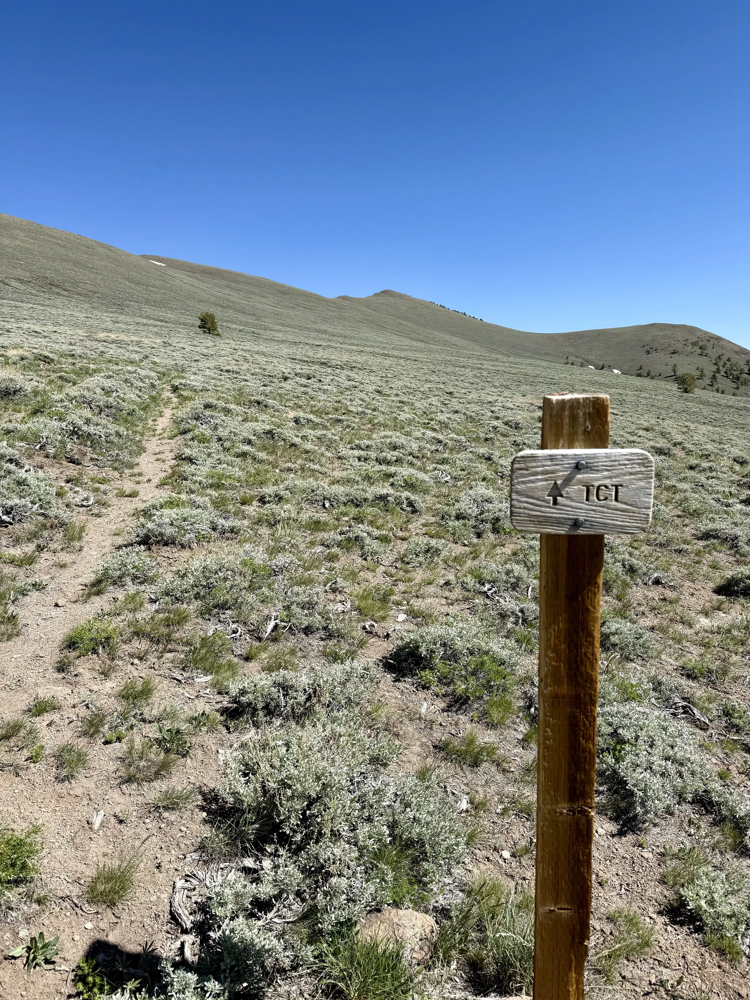 TCT-high-meadow.jpg