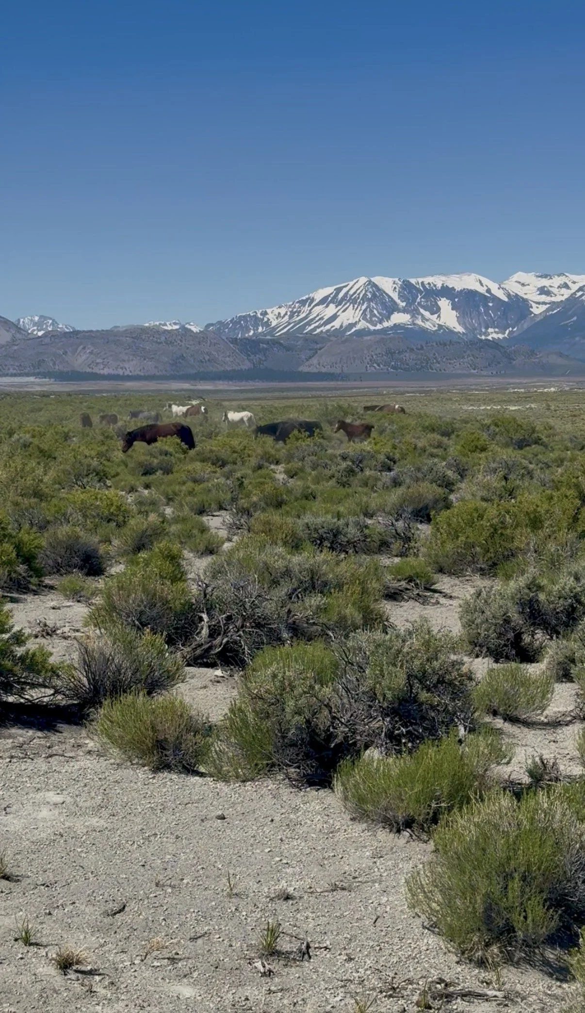 mono-lake-wild-horses.jpg