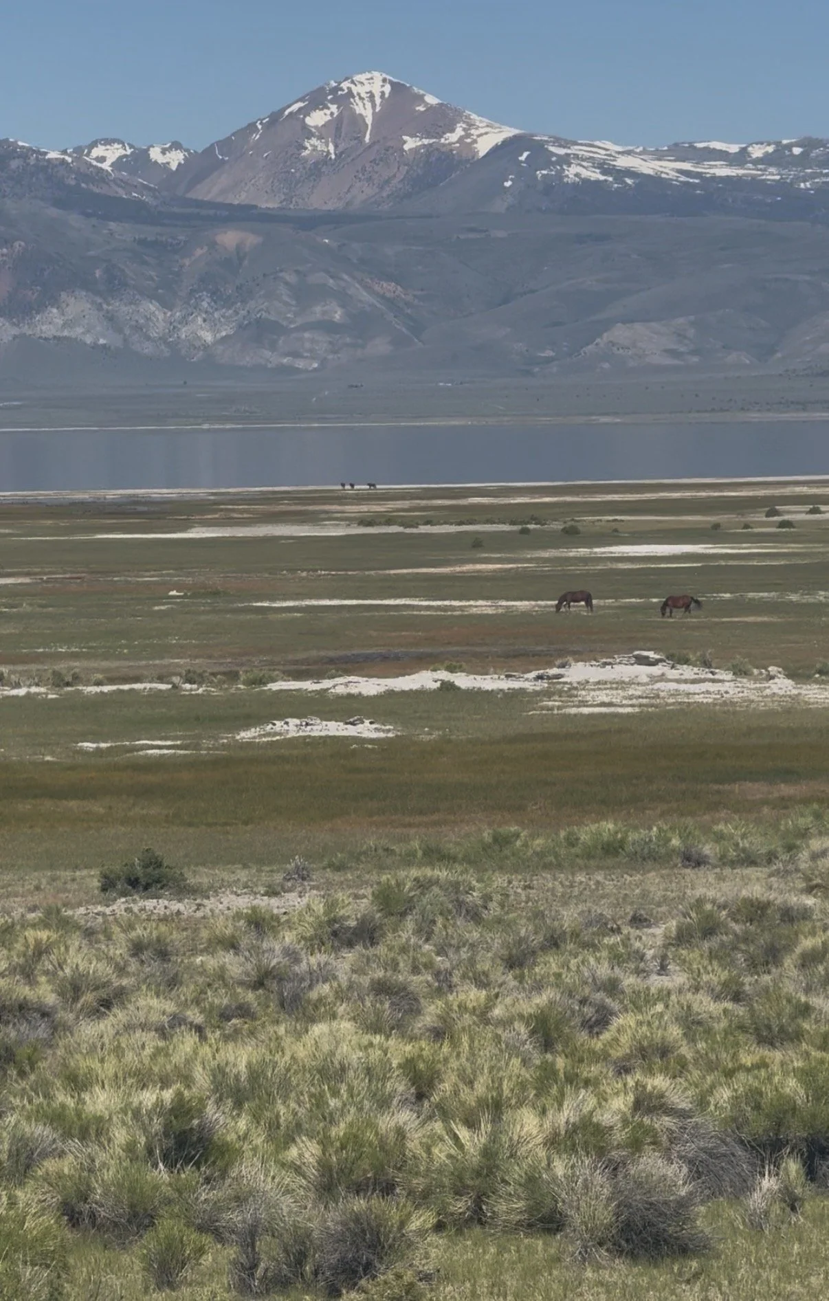 mono-lake-wild-horses-mountains.jpg