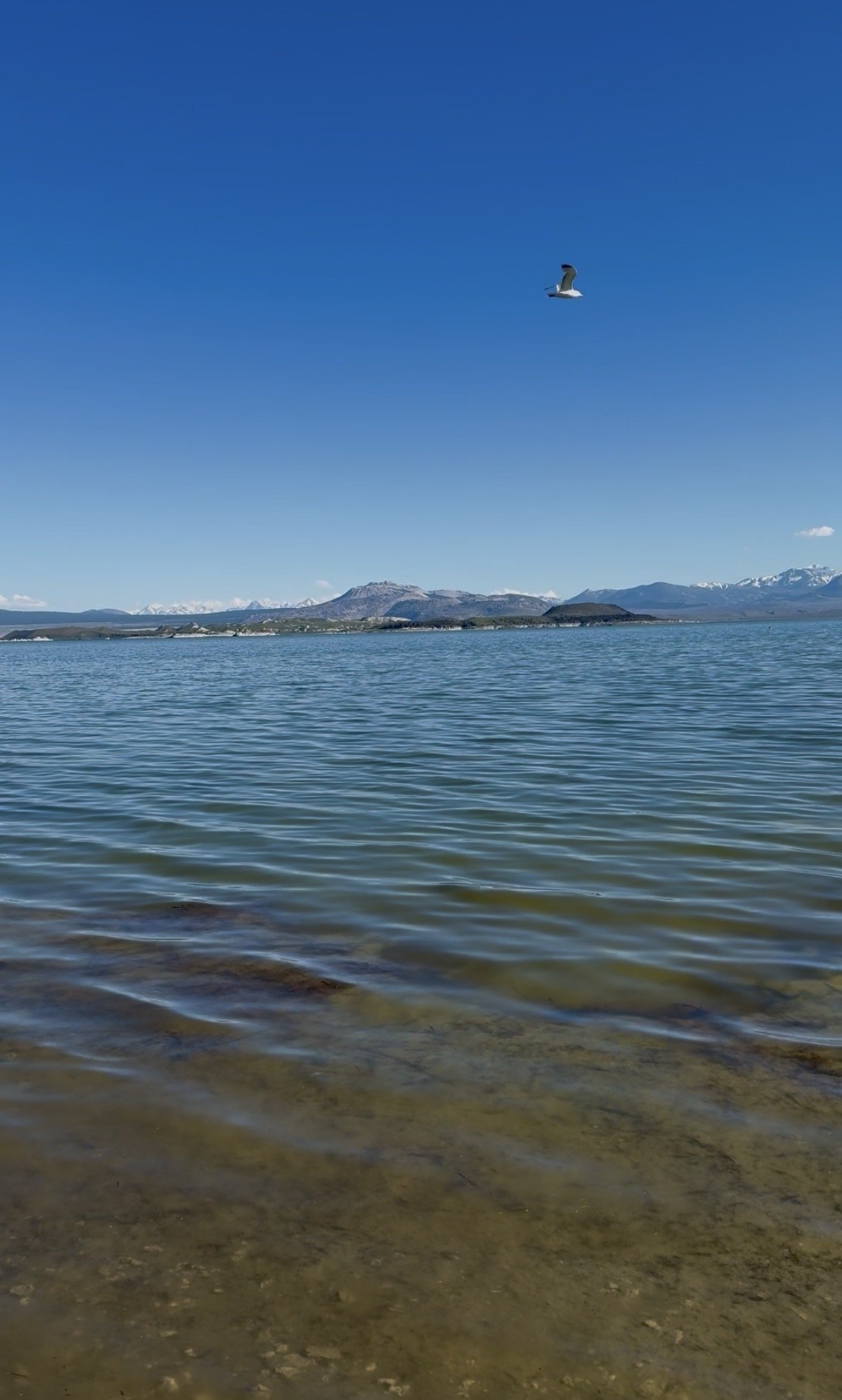mono-lake-birds.jpg