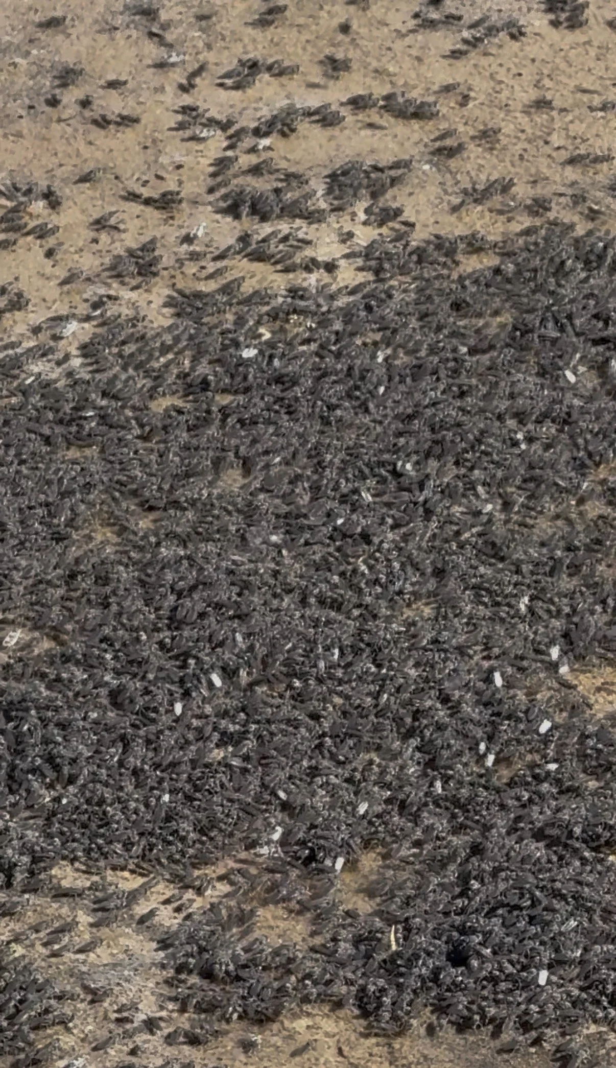 mono-lake-alkali-flies.jpg
