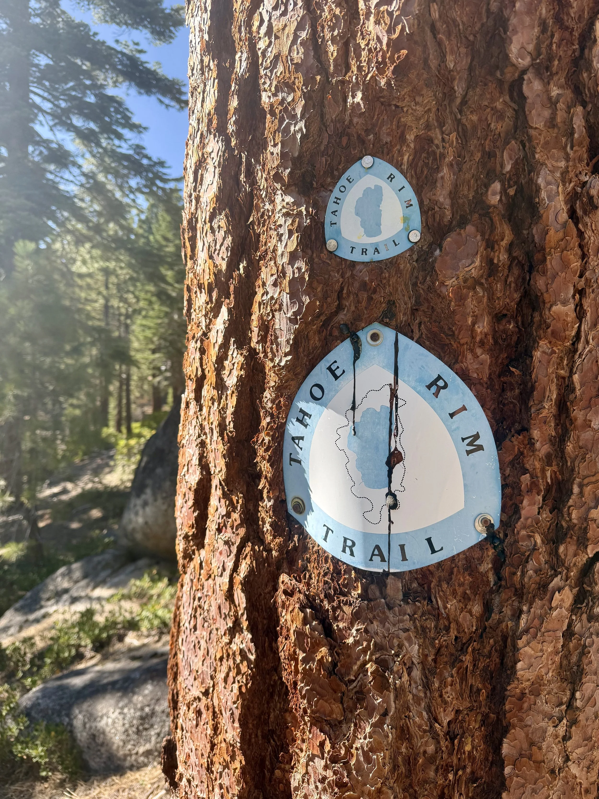 TRT: big trail days as body management practice for ultras