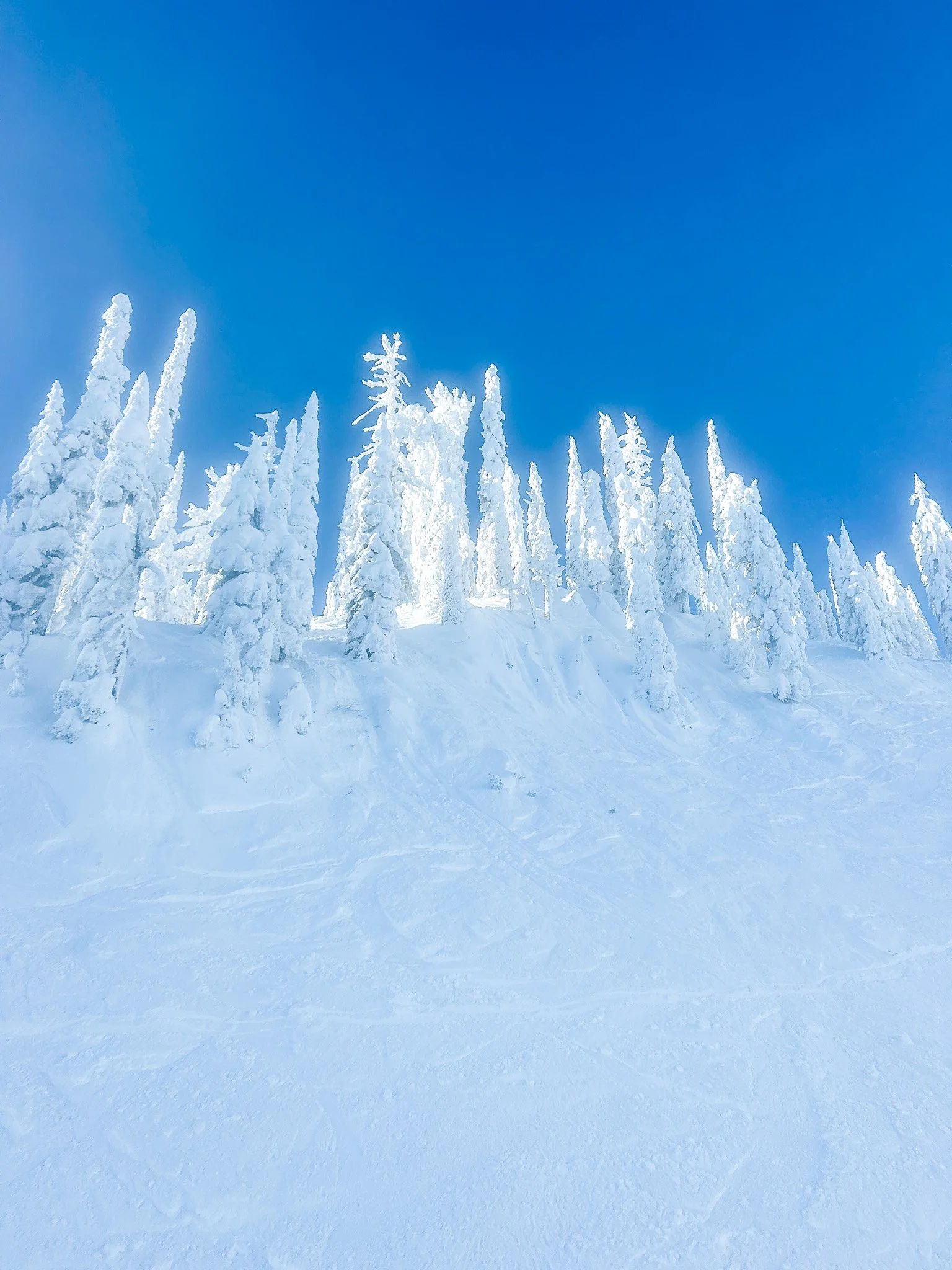 Ghost Trees.jpg