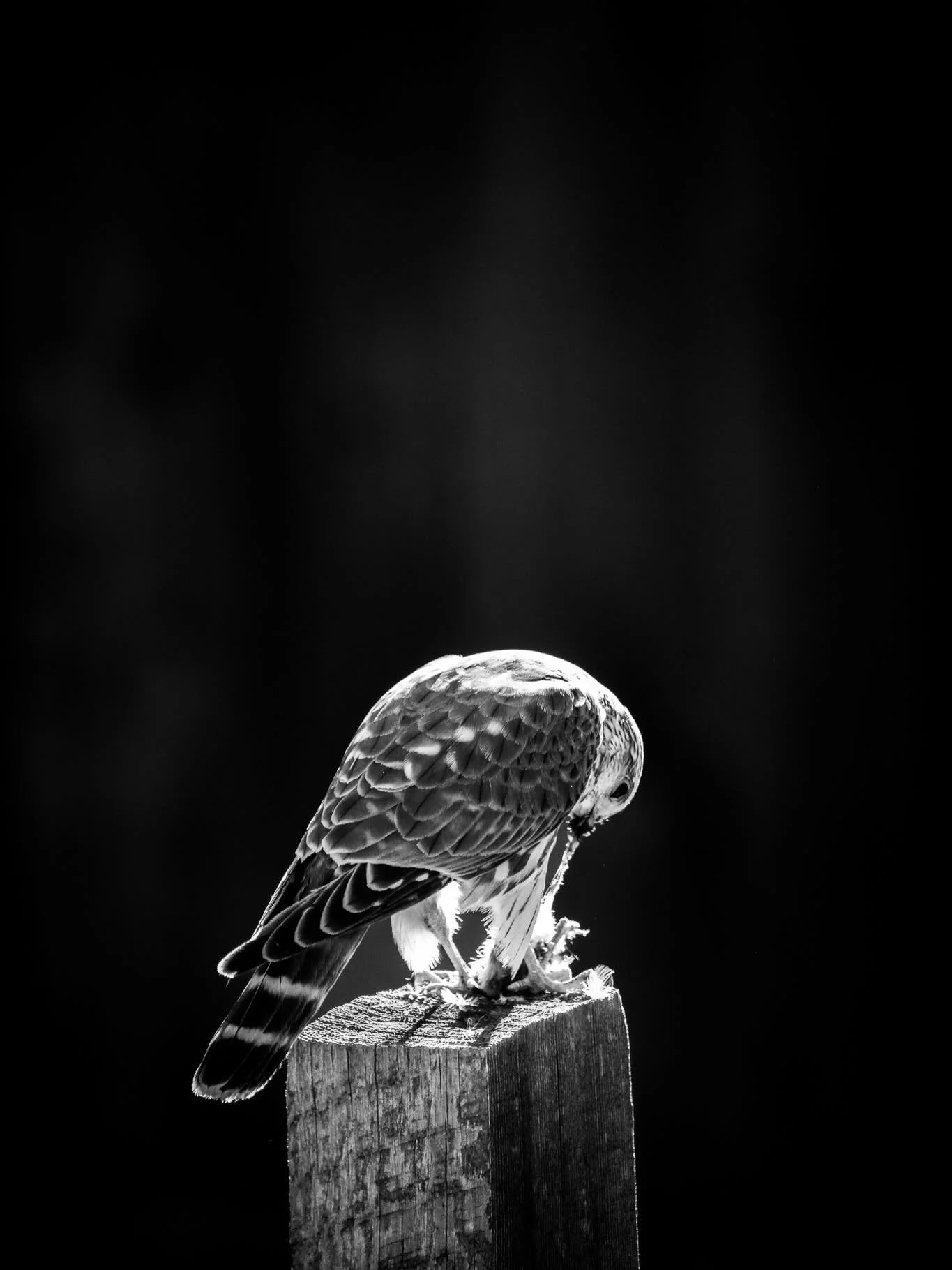 Yay nature, yay kestrels! 

(They don&rsquo;t lie when they say birdwatching sneaks up on you)

 #protectourplanet #protectourpubliclands #protectourwinters #bozemansmallbusiness #explore #bird #womanownedsmallbusiness #naturephotography #adventureph