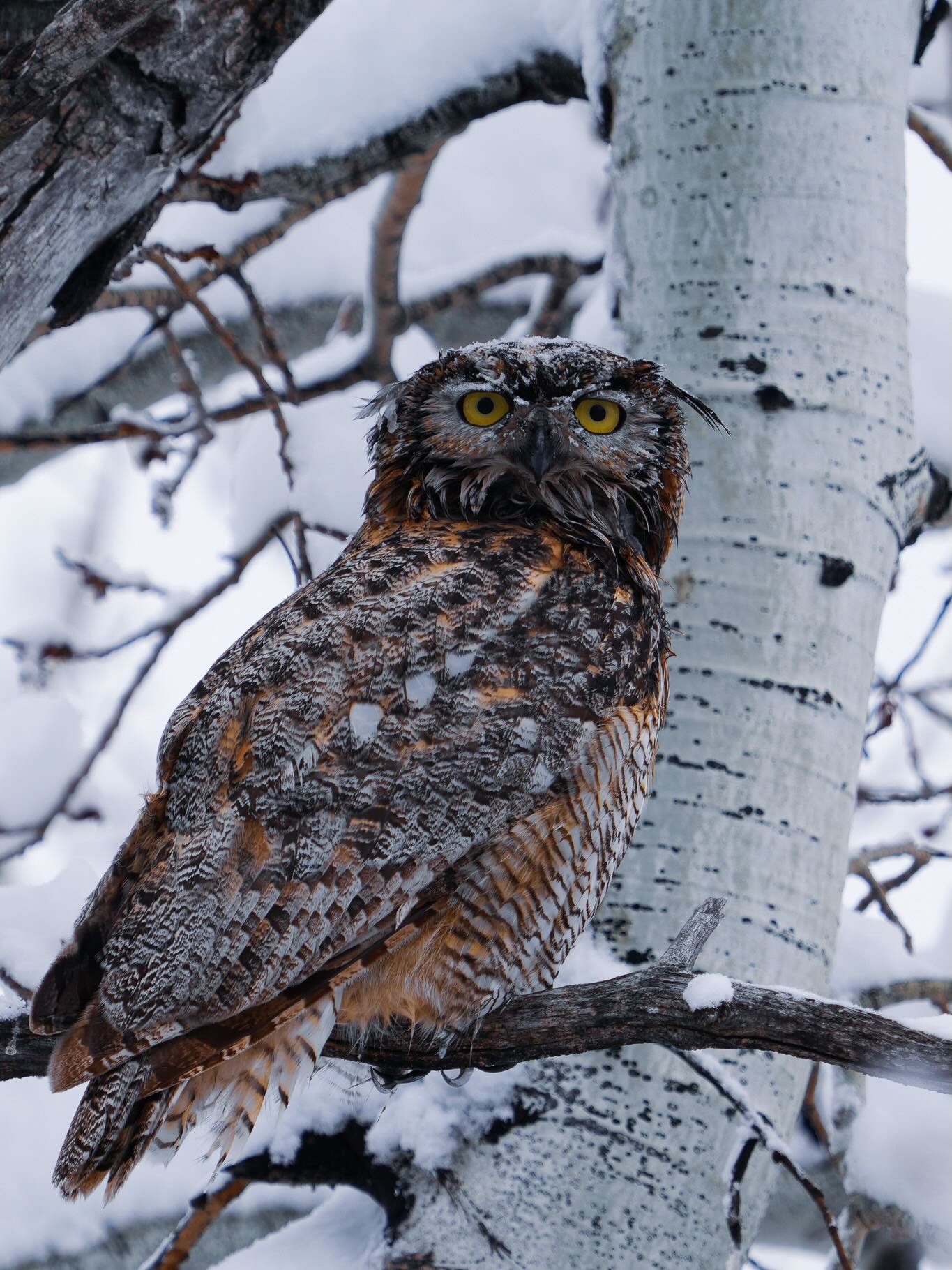 The snow brings out the coolest creatures, taken today after the storm 🤍

#bozemanartist #bozemansmallbusiness #wildlifephotography #protectourwinters #protectourplanet