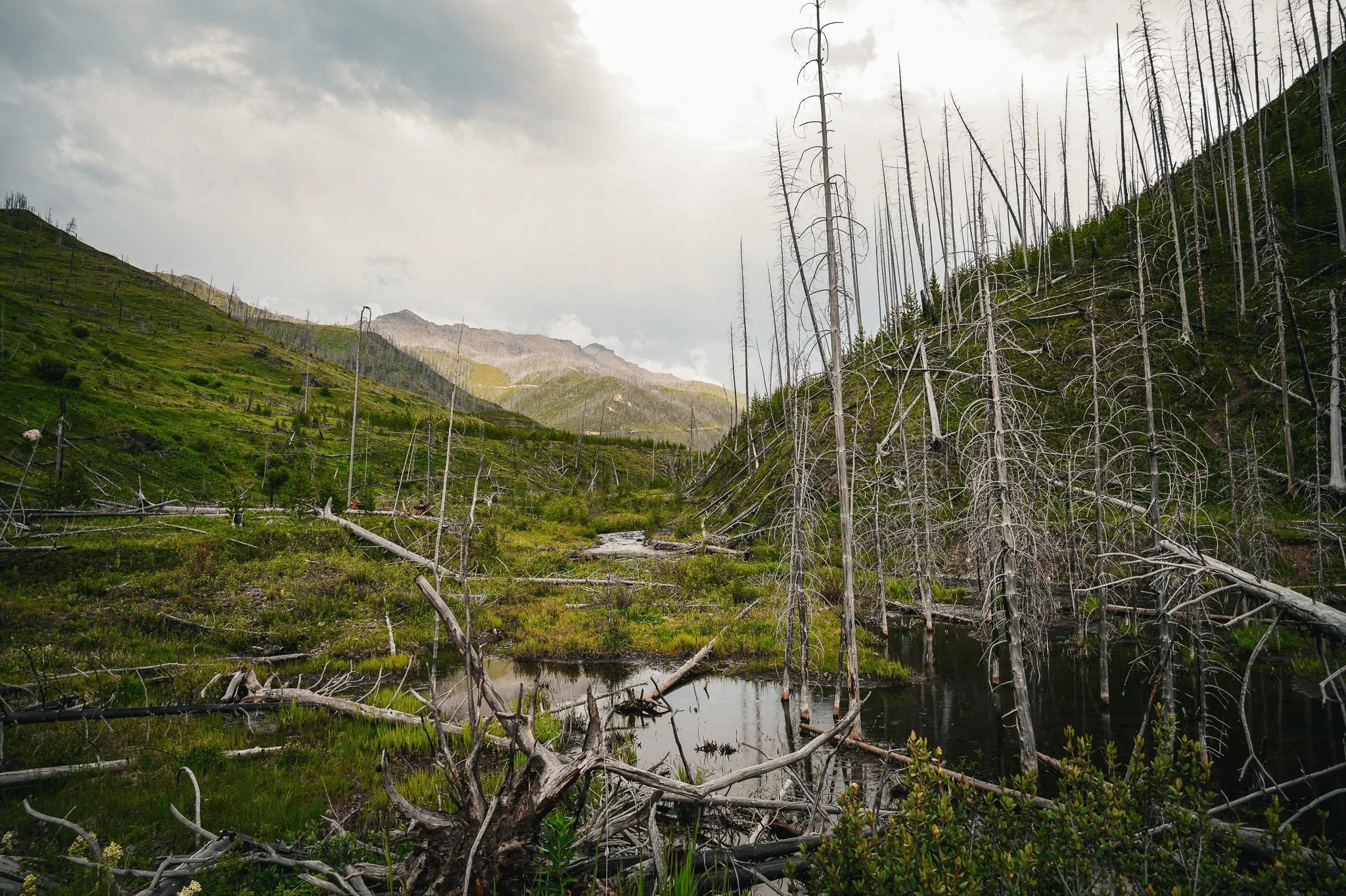 New print alert!! 👇 

This one is titled &lsquo;The Storm Unseen&rsquo; because I got majorly snuck up on by a moose while hanging out by this creek. 🫎

I think a piece like this needs a big wall to hang on, let&rsquo;s create a vision together and