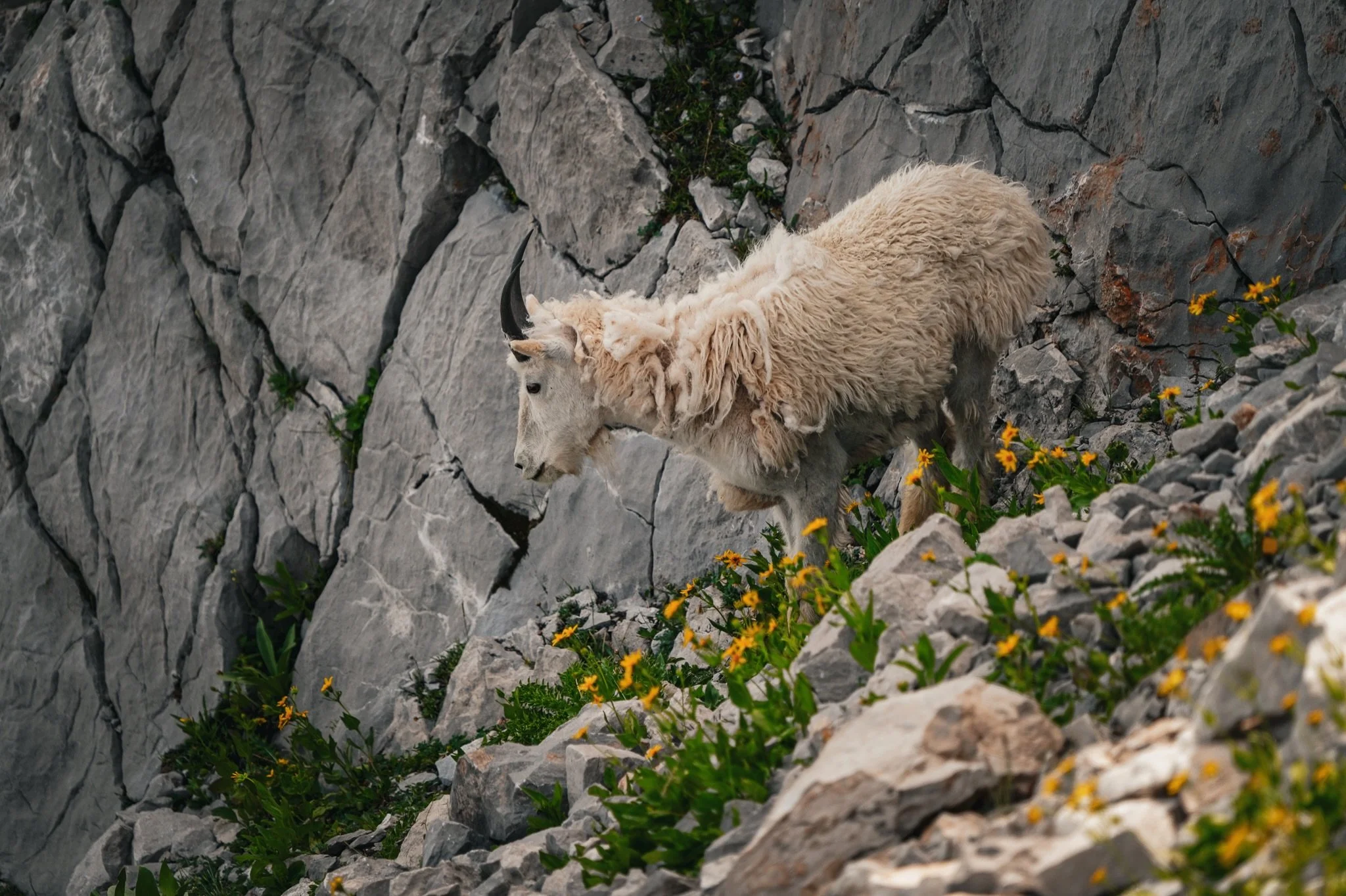 I&rsquo;m so excited to share that I will be dropping a bunch of new goat photos on my website this week, including this one: &lsquo;Flora and Fauna&rsquo;! 

I&rsquo;m always amazed at how strong and spiritual these animals feel, it&rsquo;s a joy to