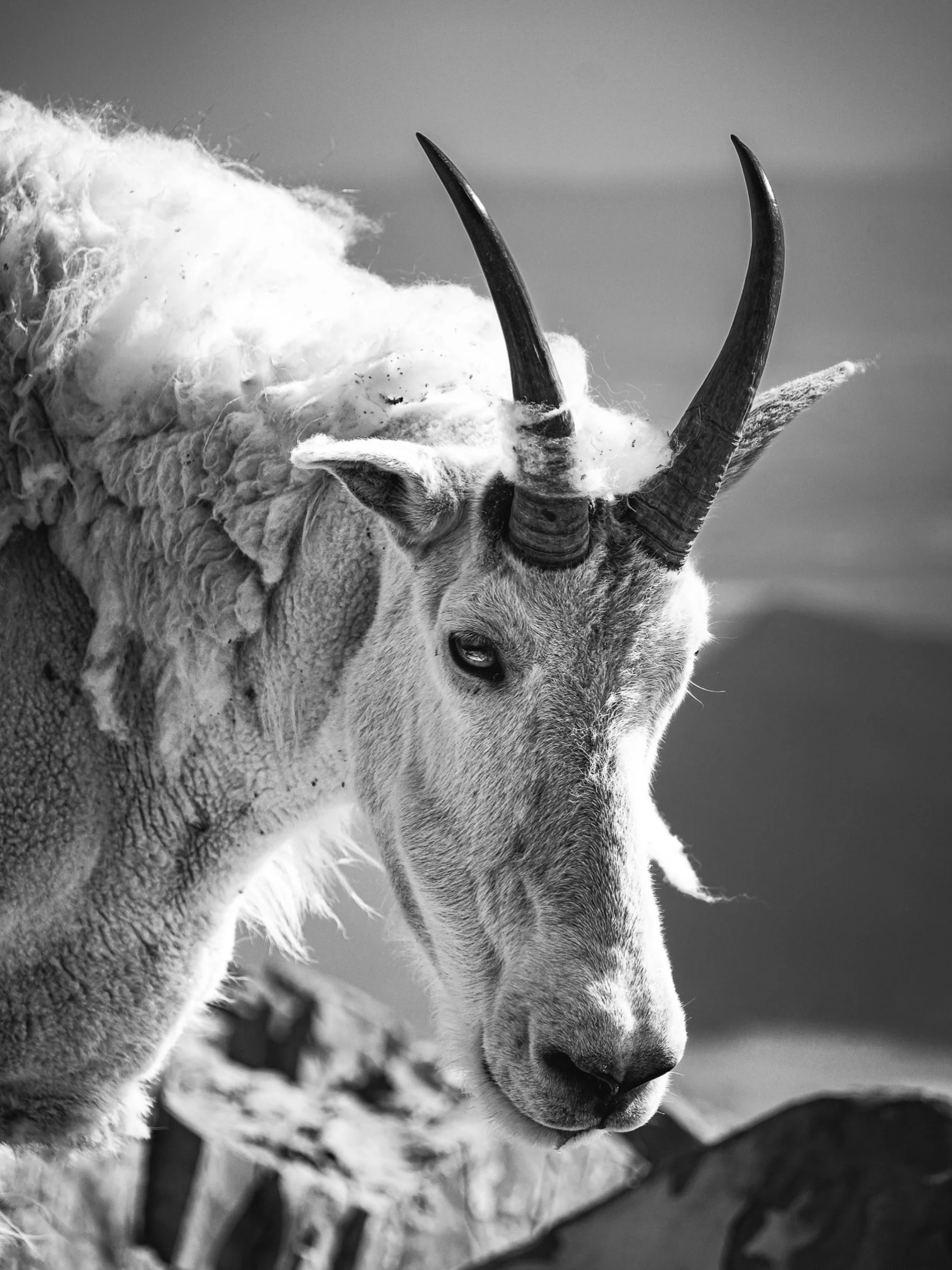 Bringing the wild to your space, photos from untamed places. 

&lsquo;Ska&eth;i&rsquo; is now available on my website, named after the Norse goddess of winter. Link in bio! 

#sonyalpha #wildlifephotographer #bigskyartist #fineartsphotography #womeno