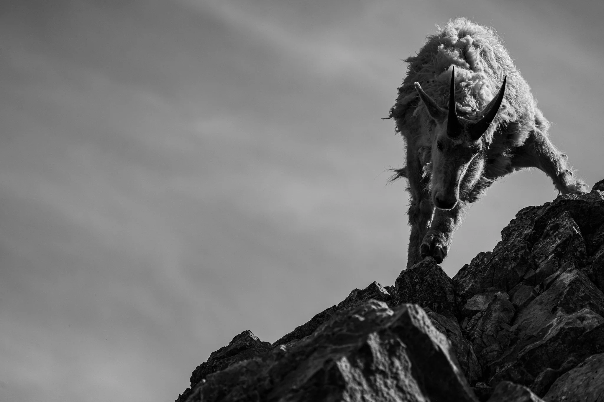 A moment of power and balance. 

Find this guy on my website (link in bio) ❤️&zwj;🔥

#montanawildlife #wildlifephotography #mountaingoat #sonyalpha #foryoupage