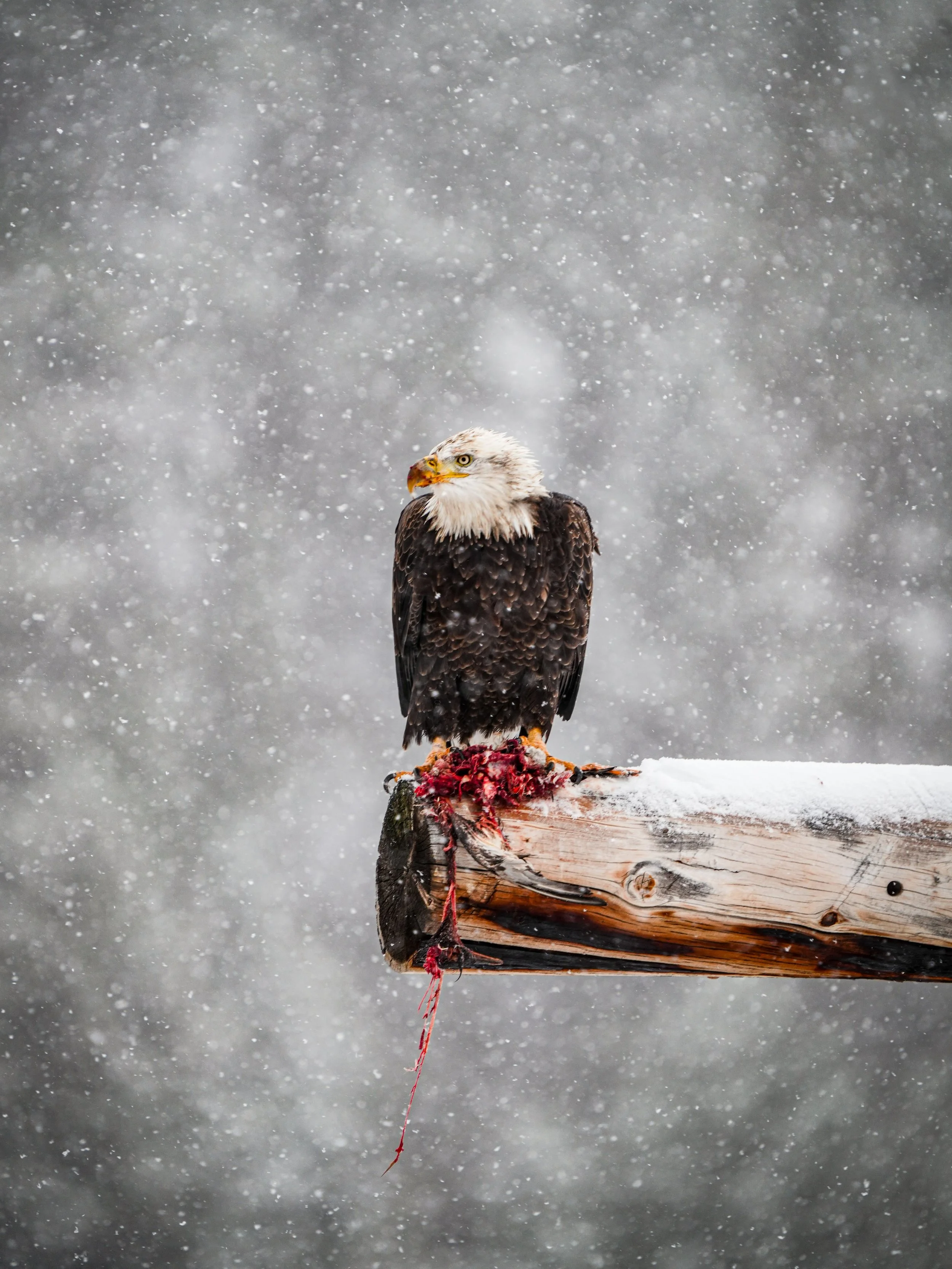 I wasn&rsquo;t going out this morning to look for birds, but sometimes you find exactly what you need to when you&rsquo;re not looking. 

It&rsquo;s hard to translate how meaningful and profound these moments are, but I think these images do it a lit