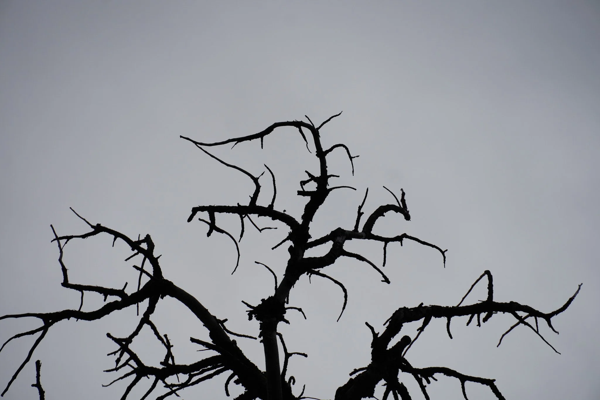 Thorns.jpg