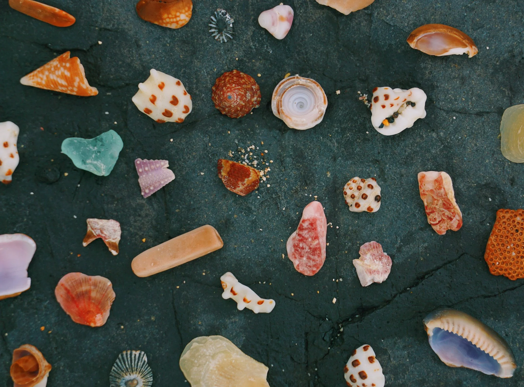 Shells.jpg