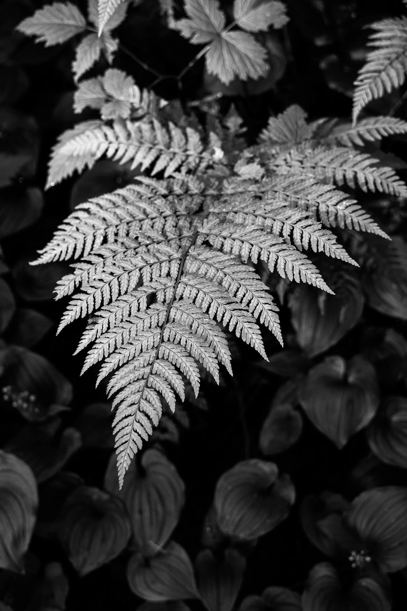 'Fern'