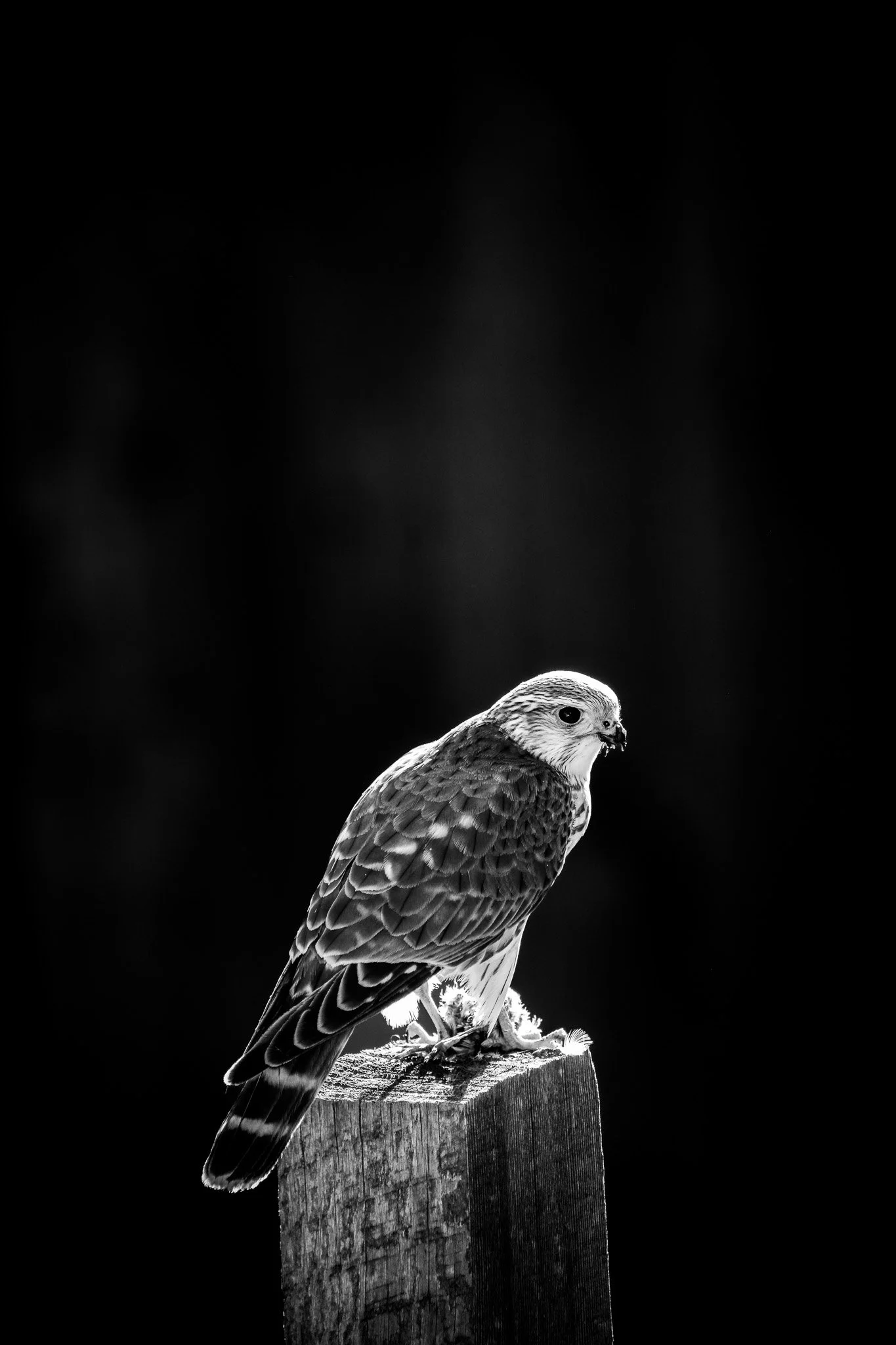 'Kestrel'