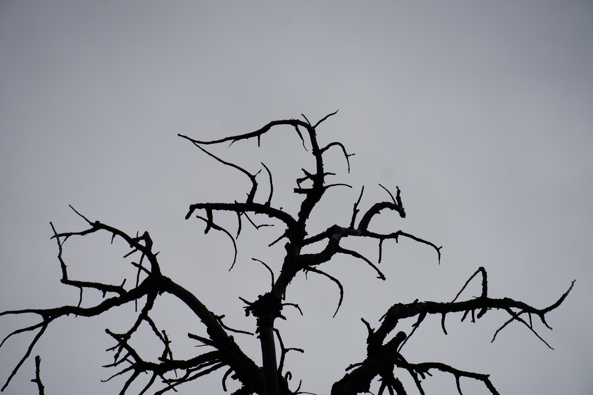 Thorns.jpg