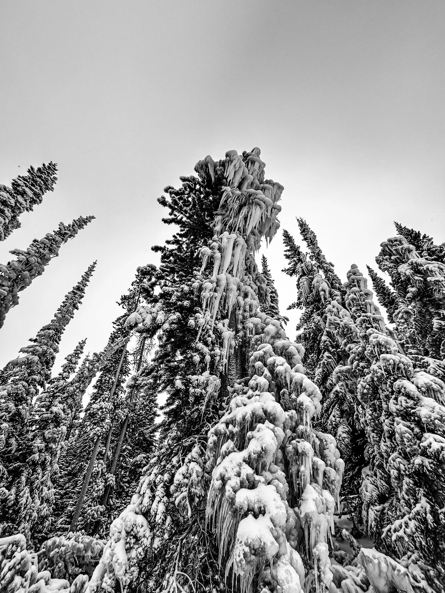 Winter's Spine.jpg