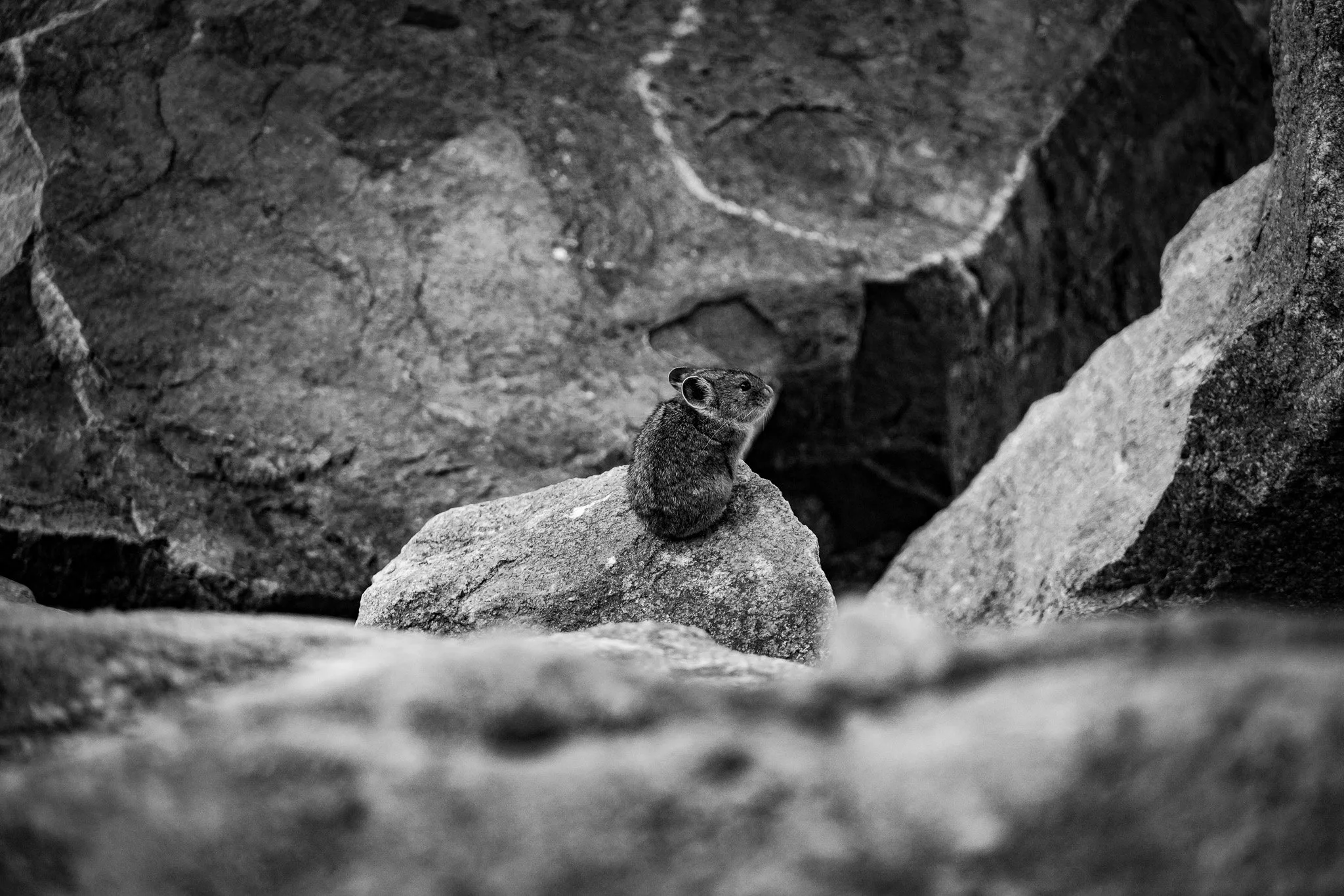 'Pika'
