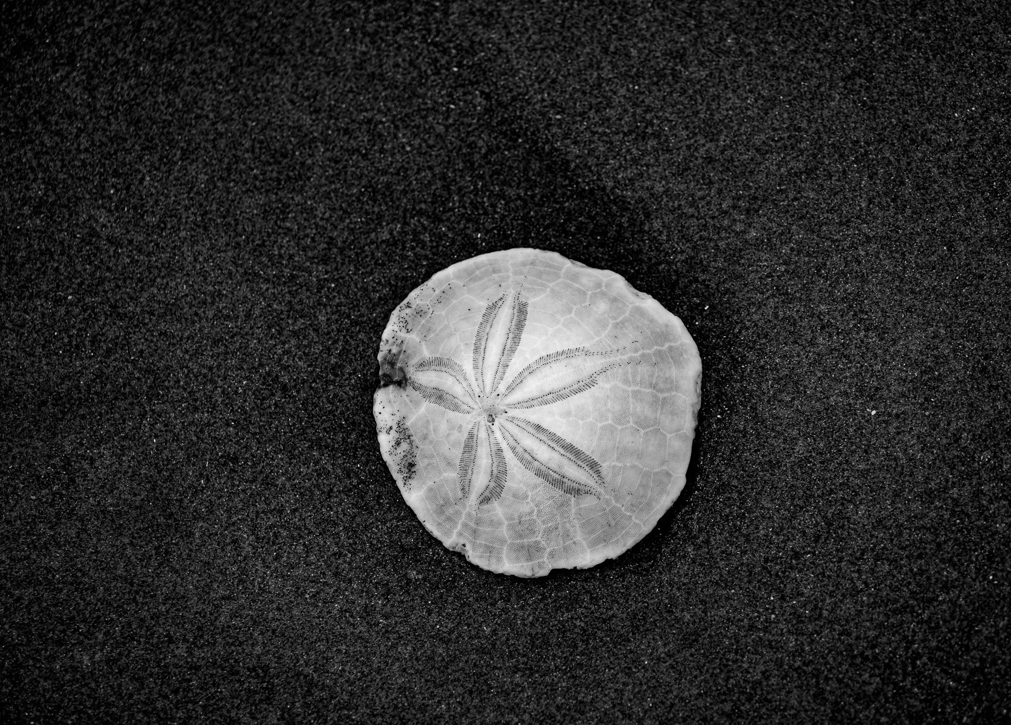 SandDollar.jpg