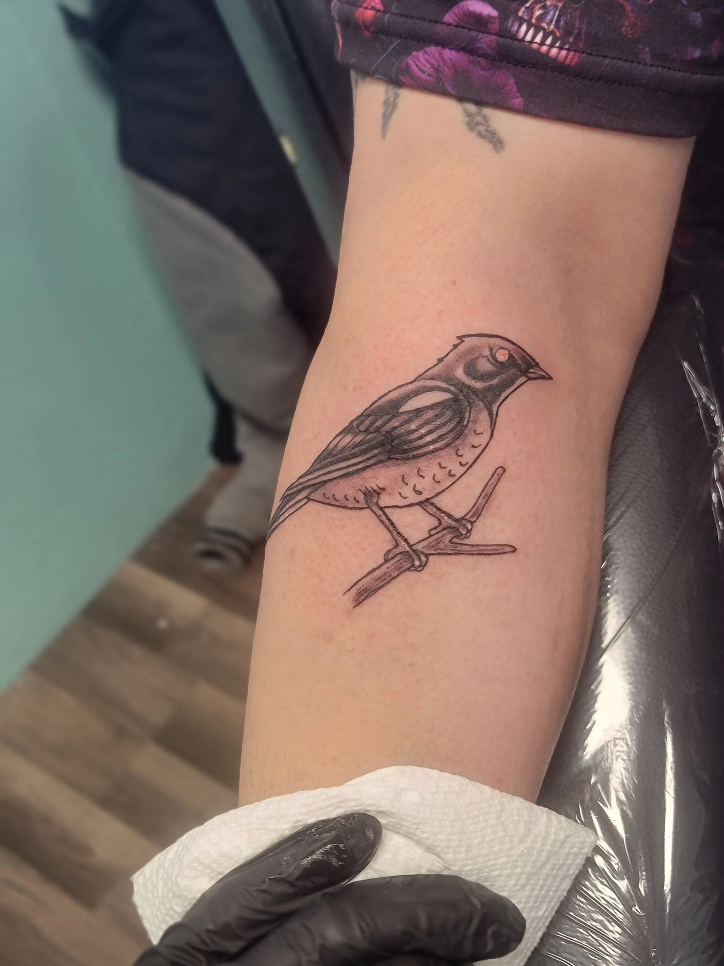 A person getting a bird tattoo on their forearm at a tattoo studio, with a tattoo artist wearing black gloves cleaning the tattoo with a paper towel.