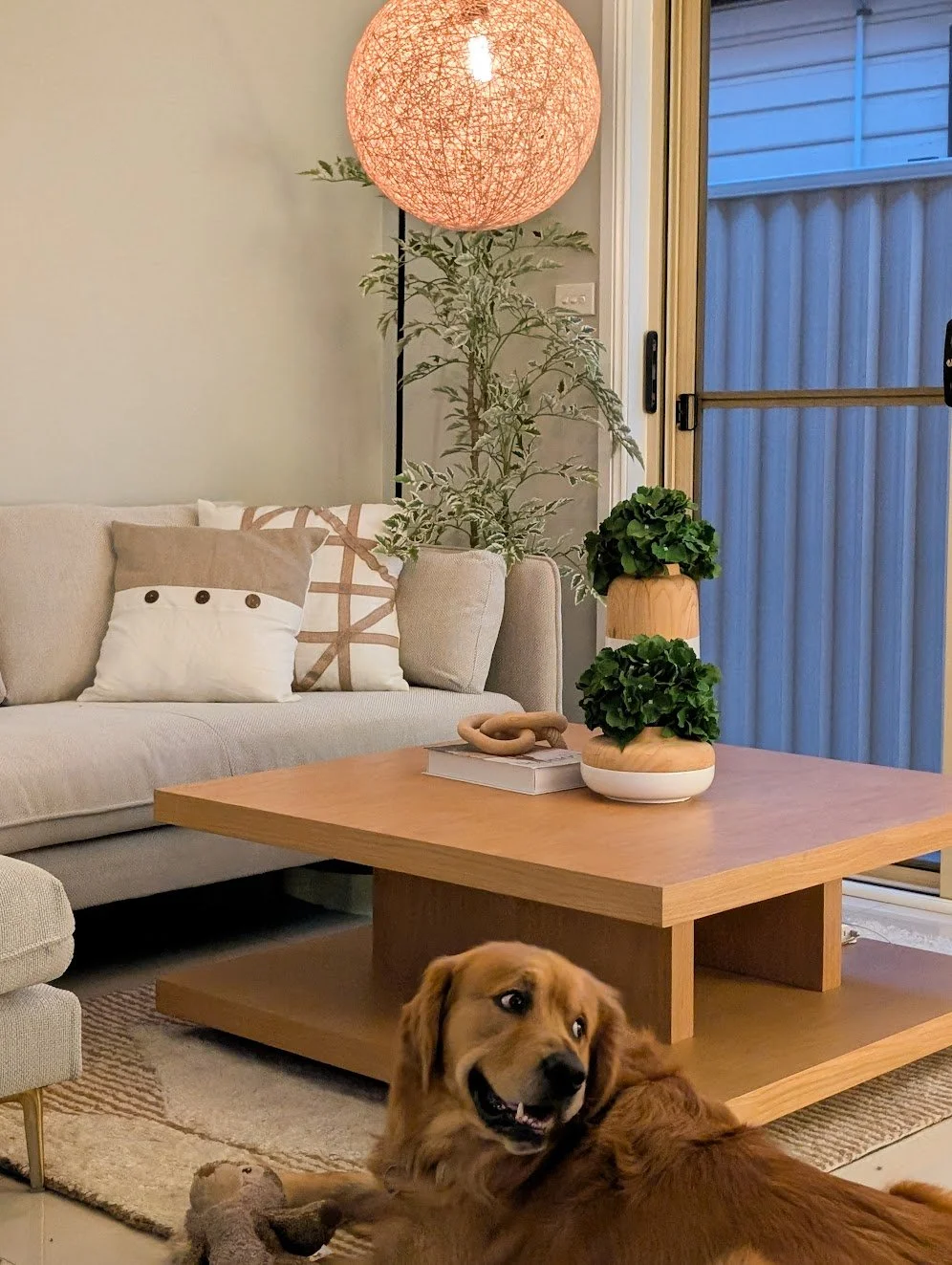 Living room with a beige sofa, decorative pillows, a wooden coffee table, indoor plants, a paper lantern ceiling light, and a happy golden retriever lying on the floor near a toy.