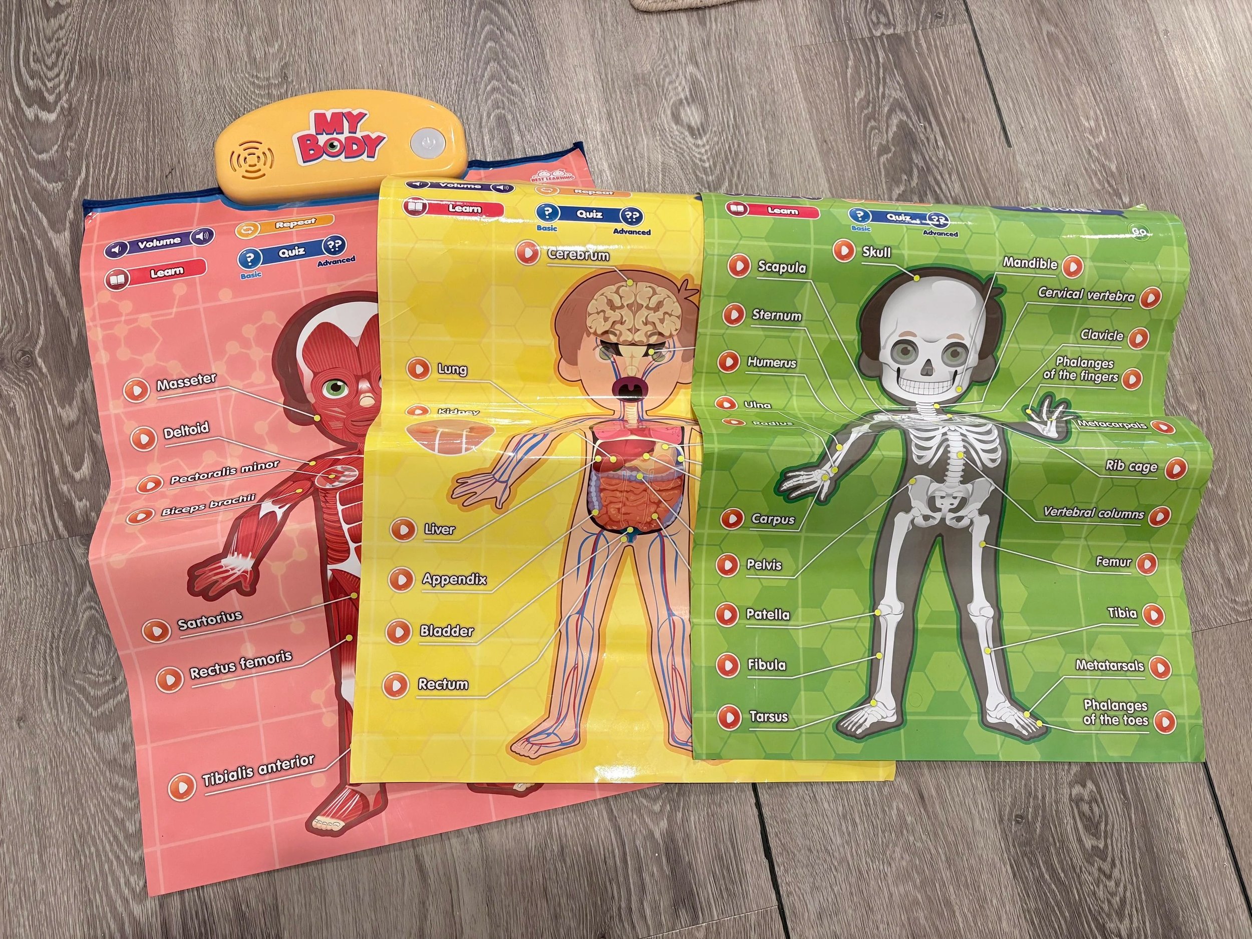 My Body - interactive game