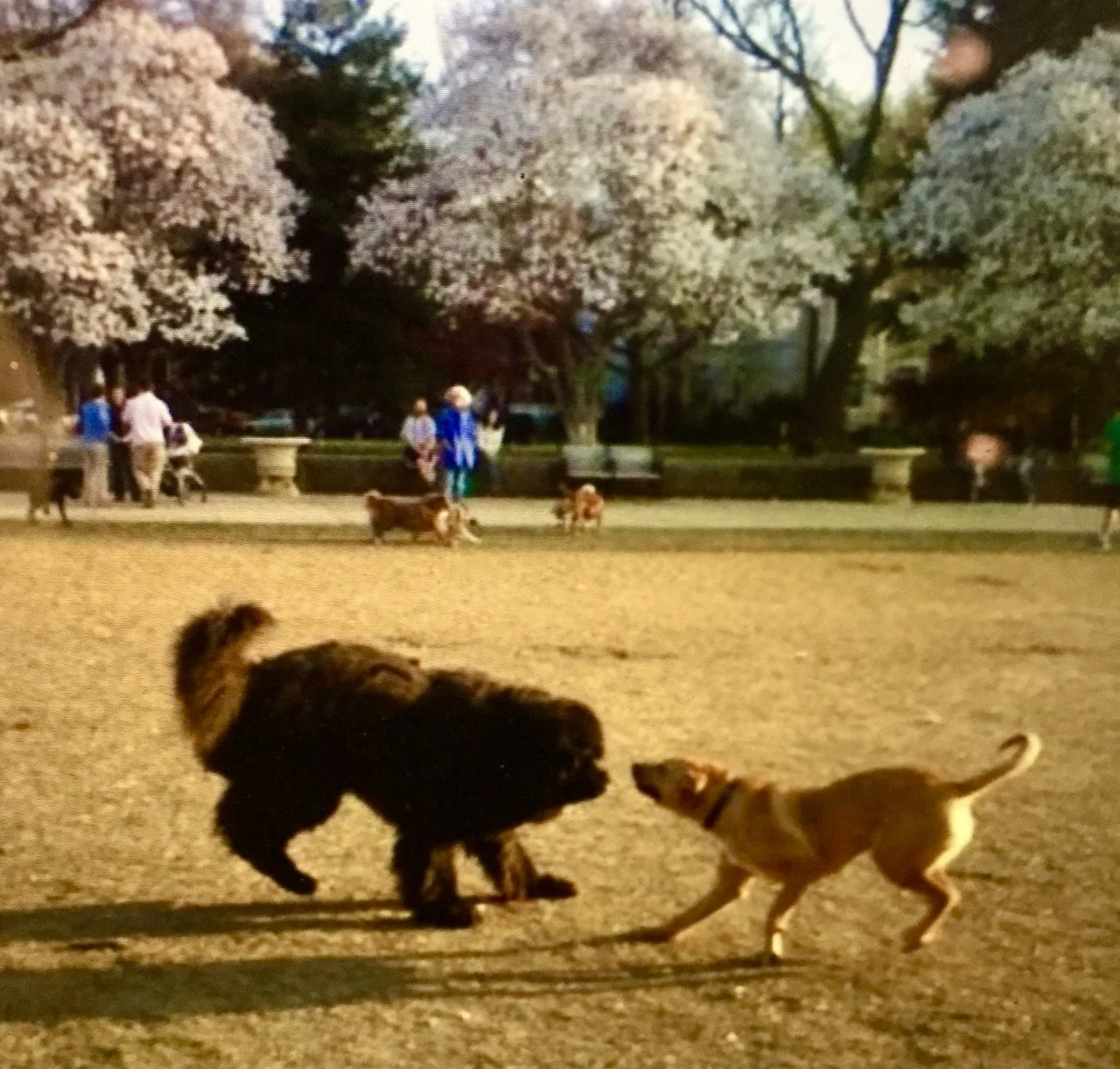 The Dog (and People) Park