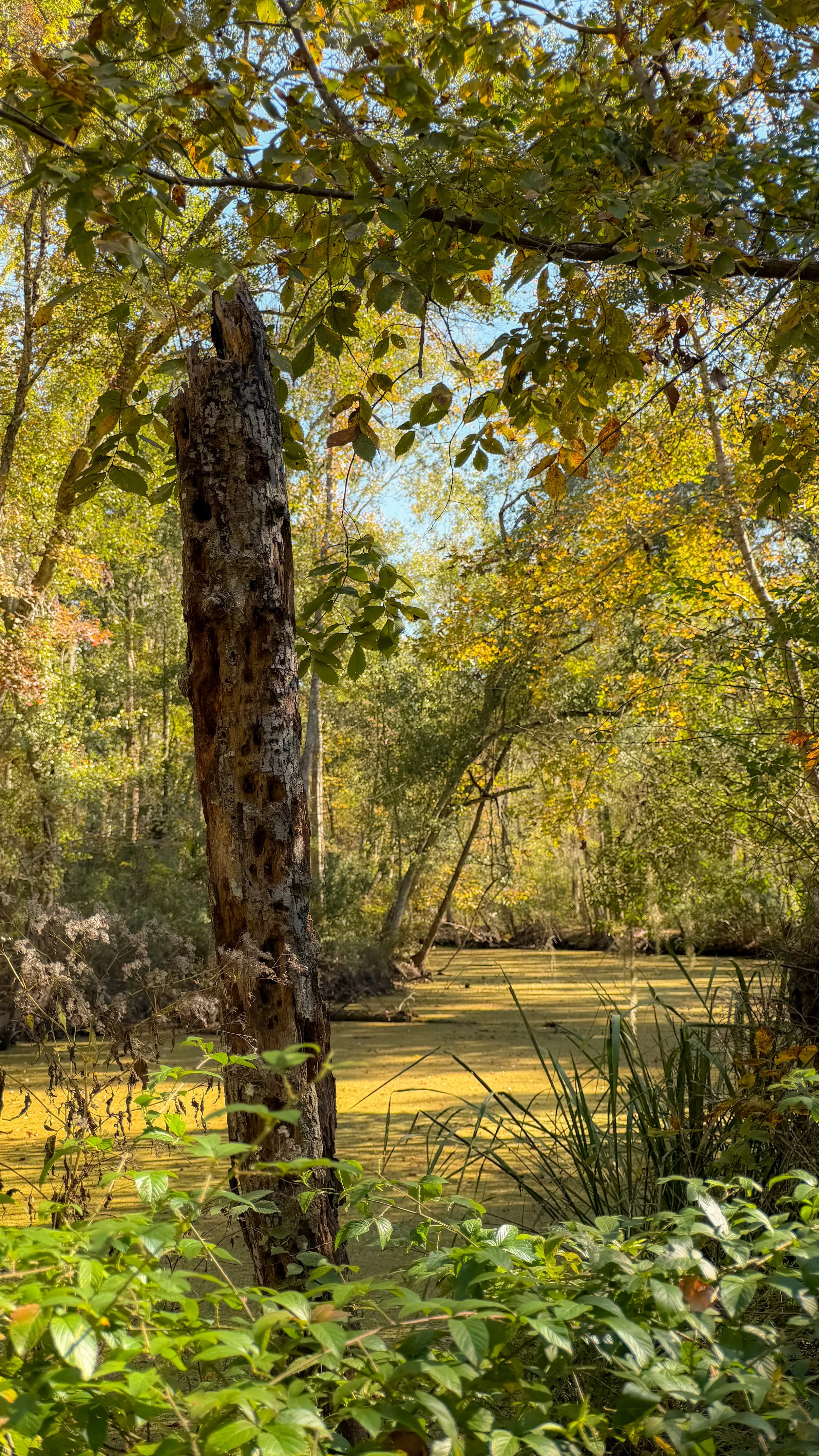 A serene swamp scene with a tree trunk in the foreground, surrounded by green foliage and a creek covered in green algae or duckweed, with trees and blue sky in the background.