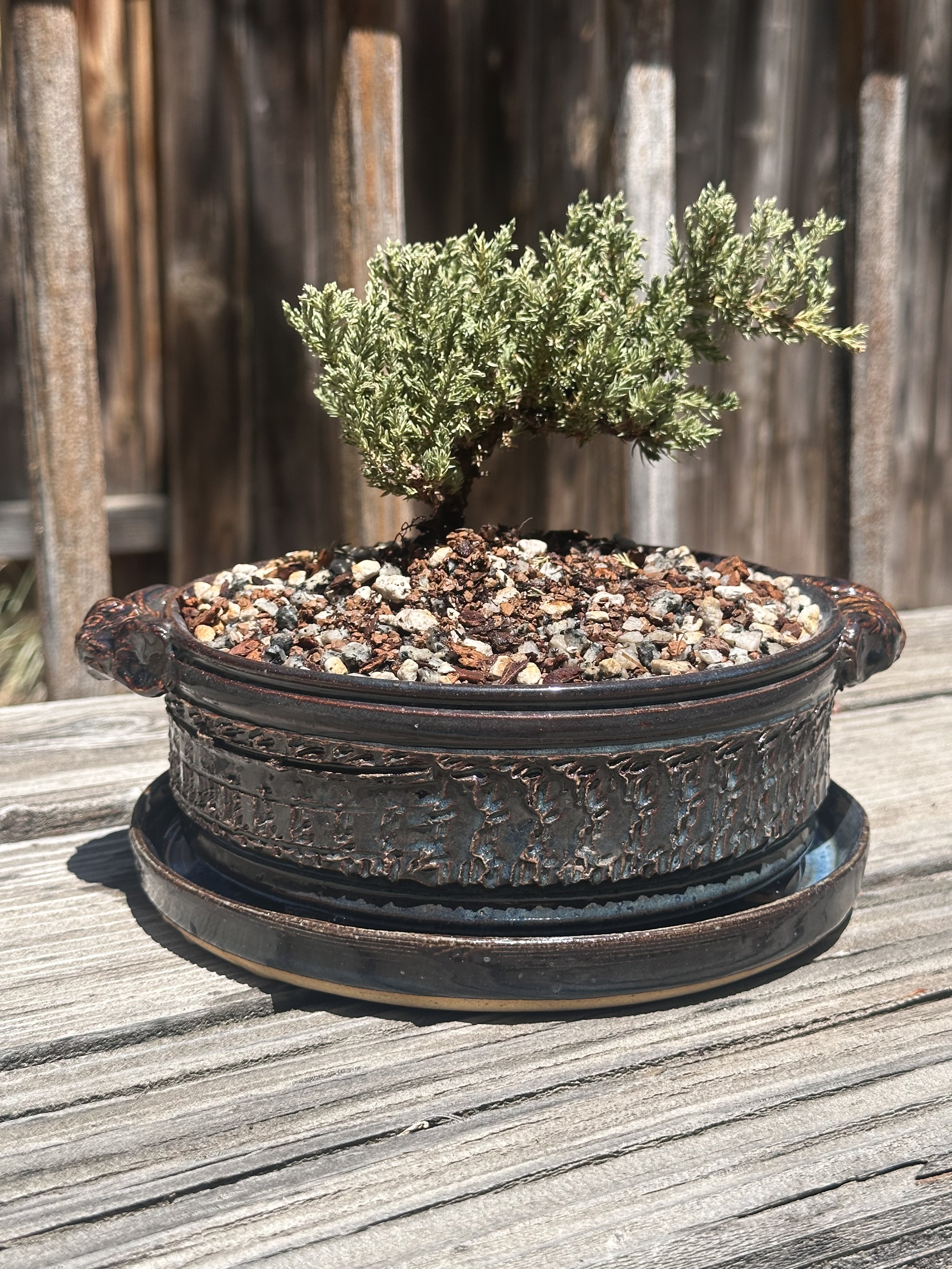 A small potted plant with green foliage sits on a wooden surface outdoors, with a wooden fence in the background.