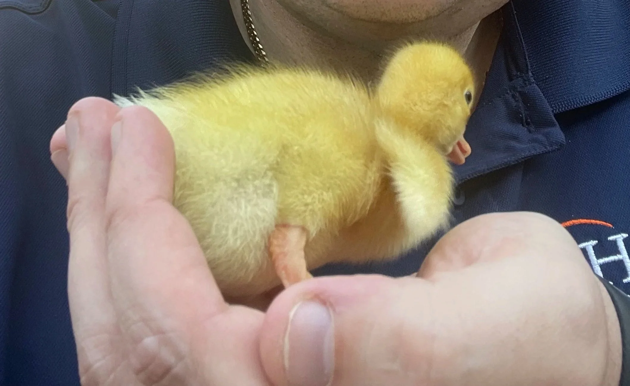 JoJo the baby duck