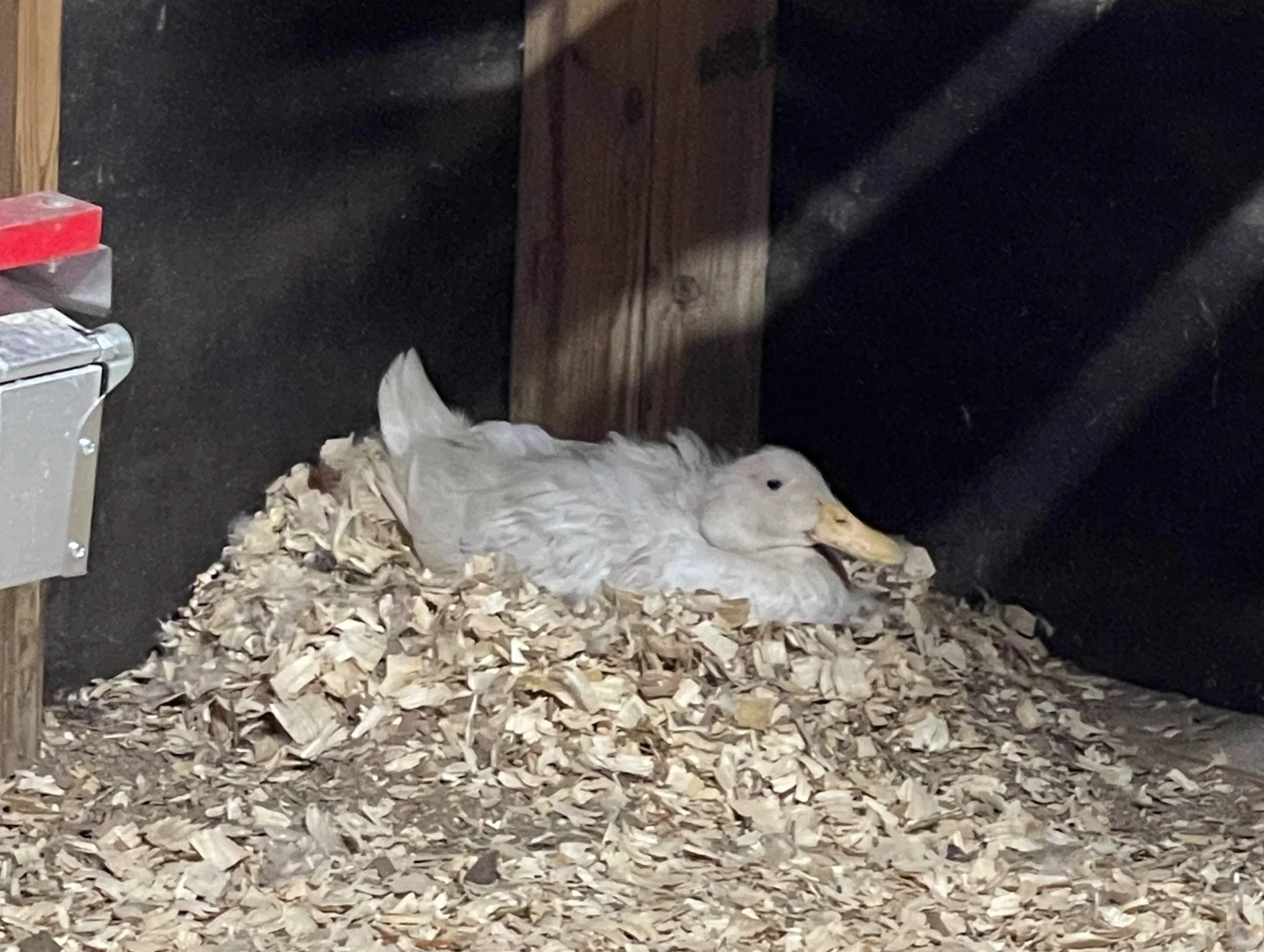 Momma Duck keeping her baby warm