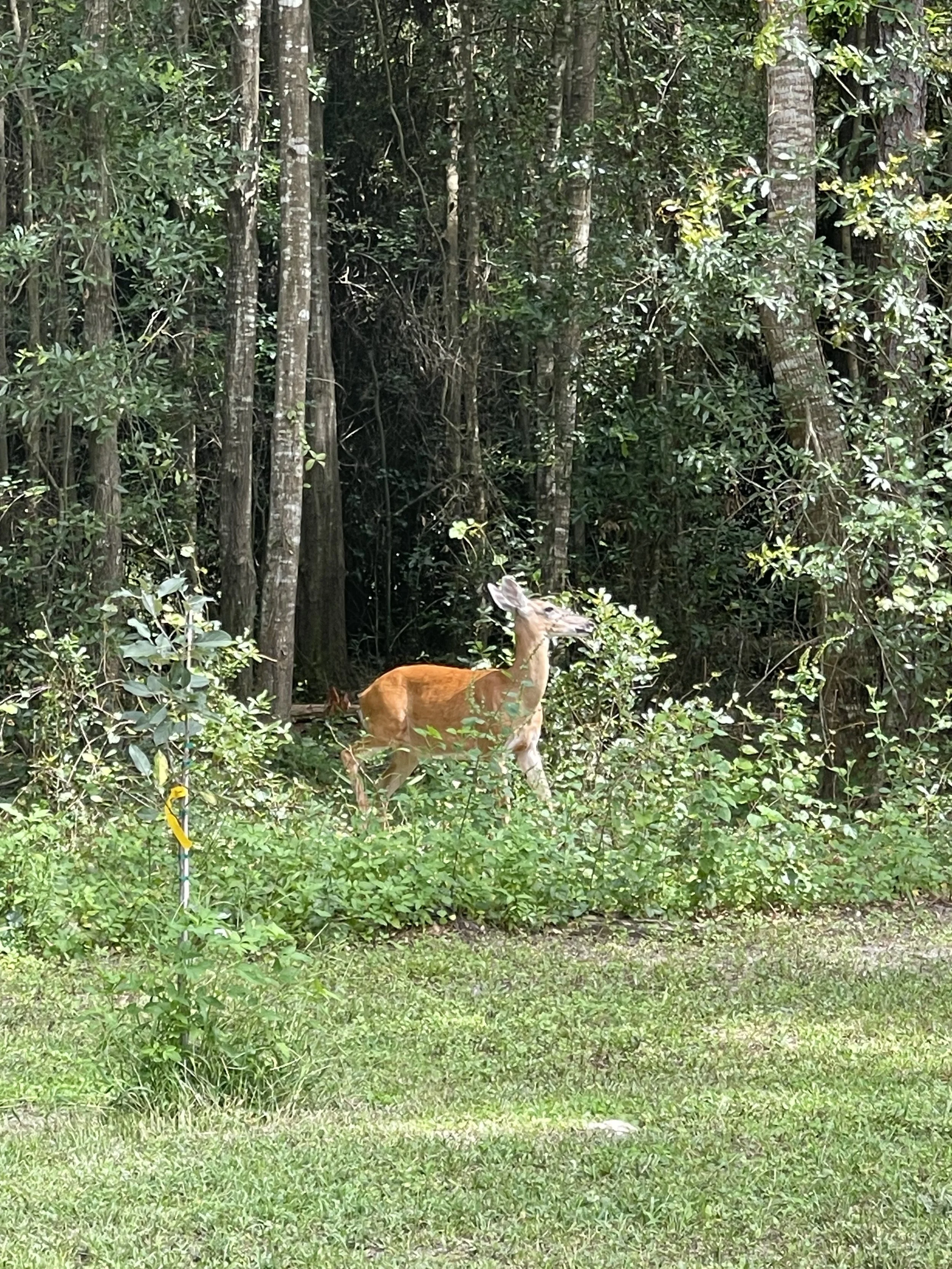 Even the Deer love to come visit