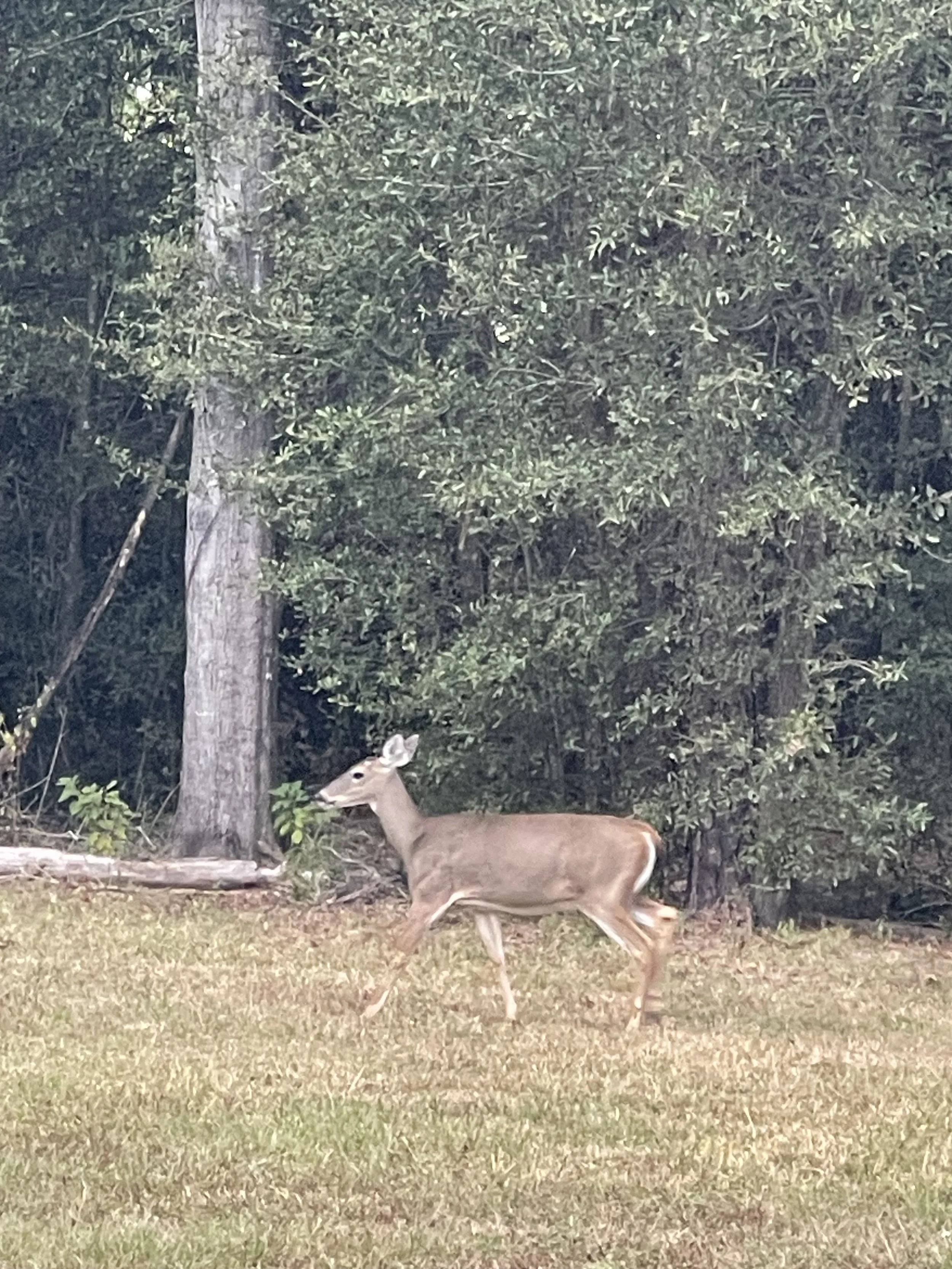 Even the Deer love to come visit