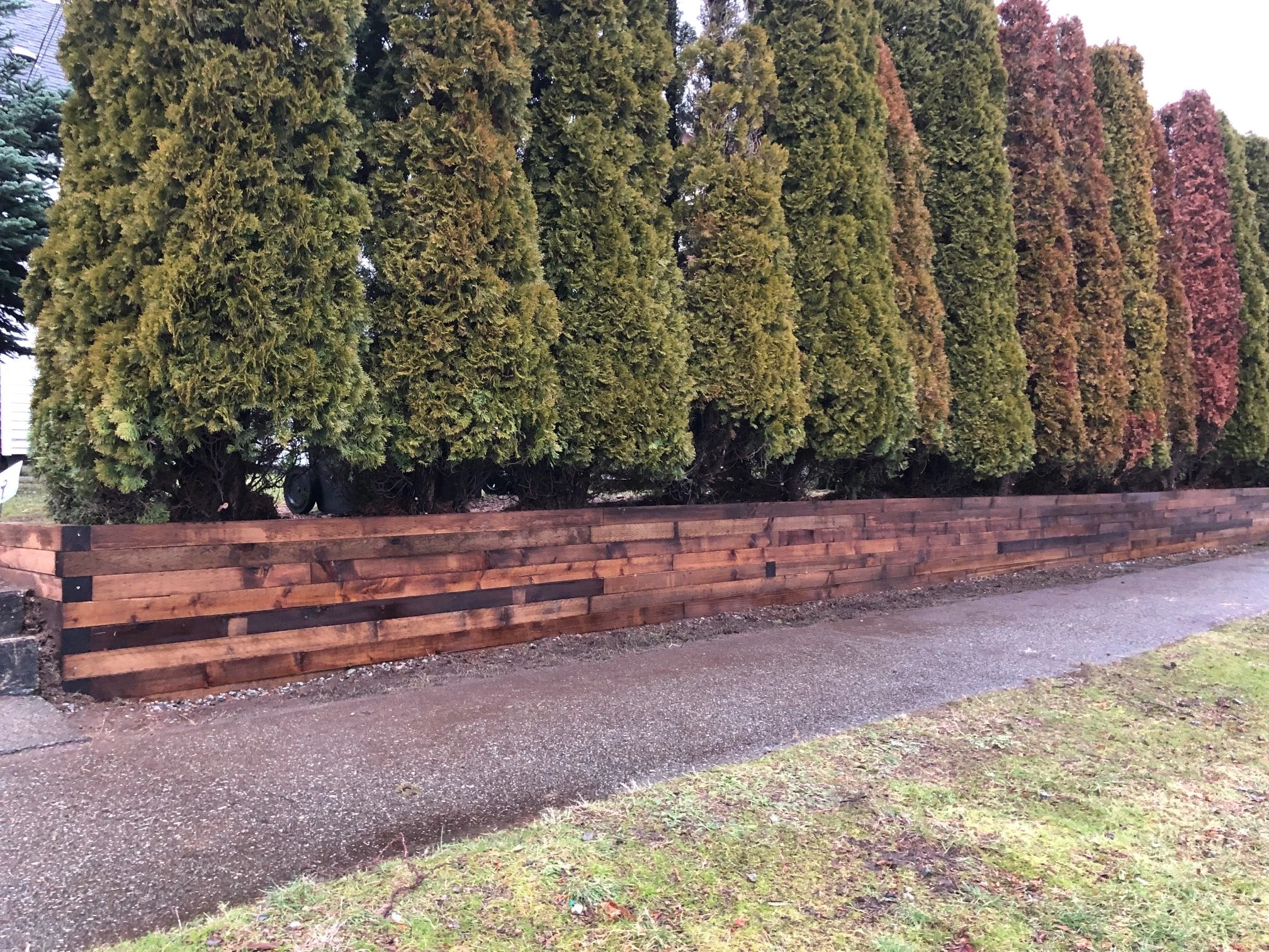 Wooden planter box filled with tall evergreen trees along a sidewalk.