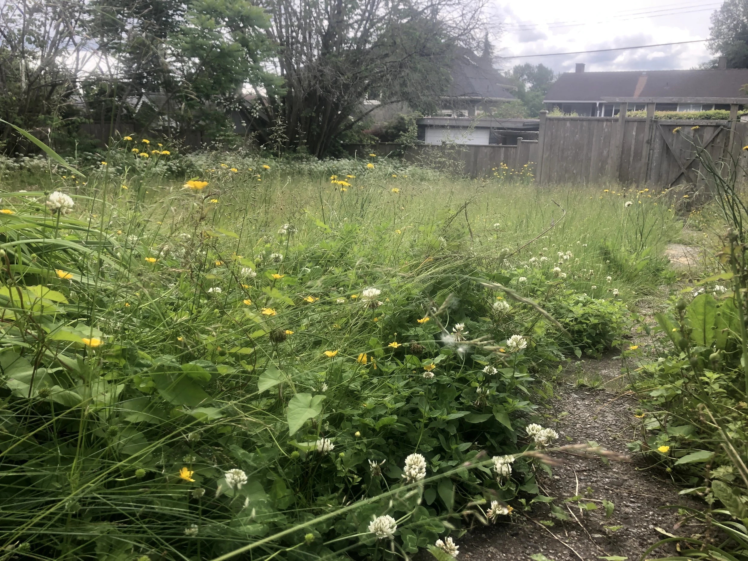 A backyard overgrown with wild grass and flowers, a narrow dirt path runs through the greenery, with houses and a wooden fence in the background under an overcast sky.